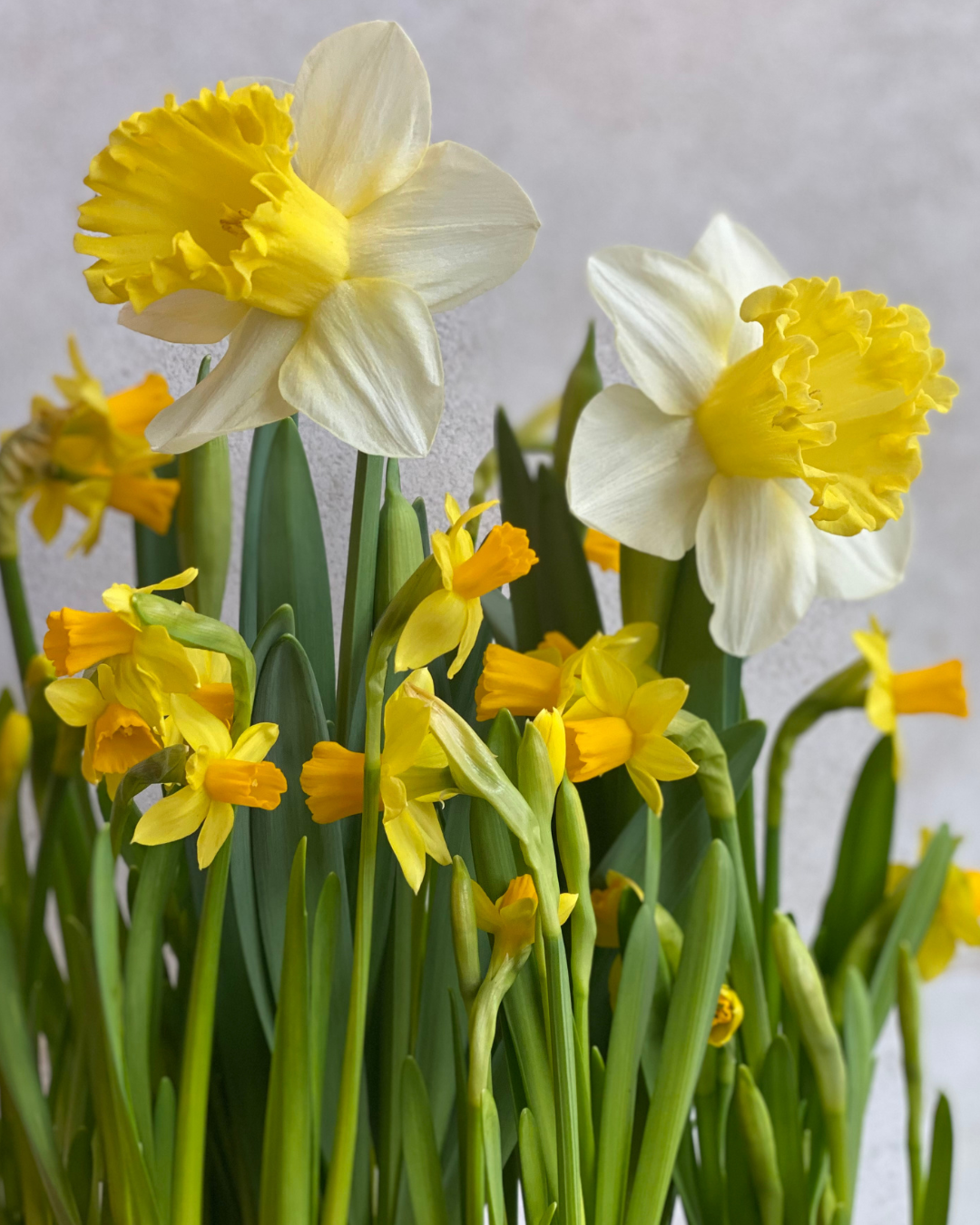 How to Care for Winter Bulbs Indoors