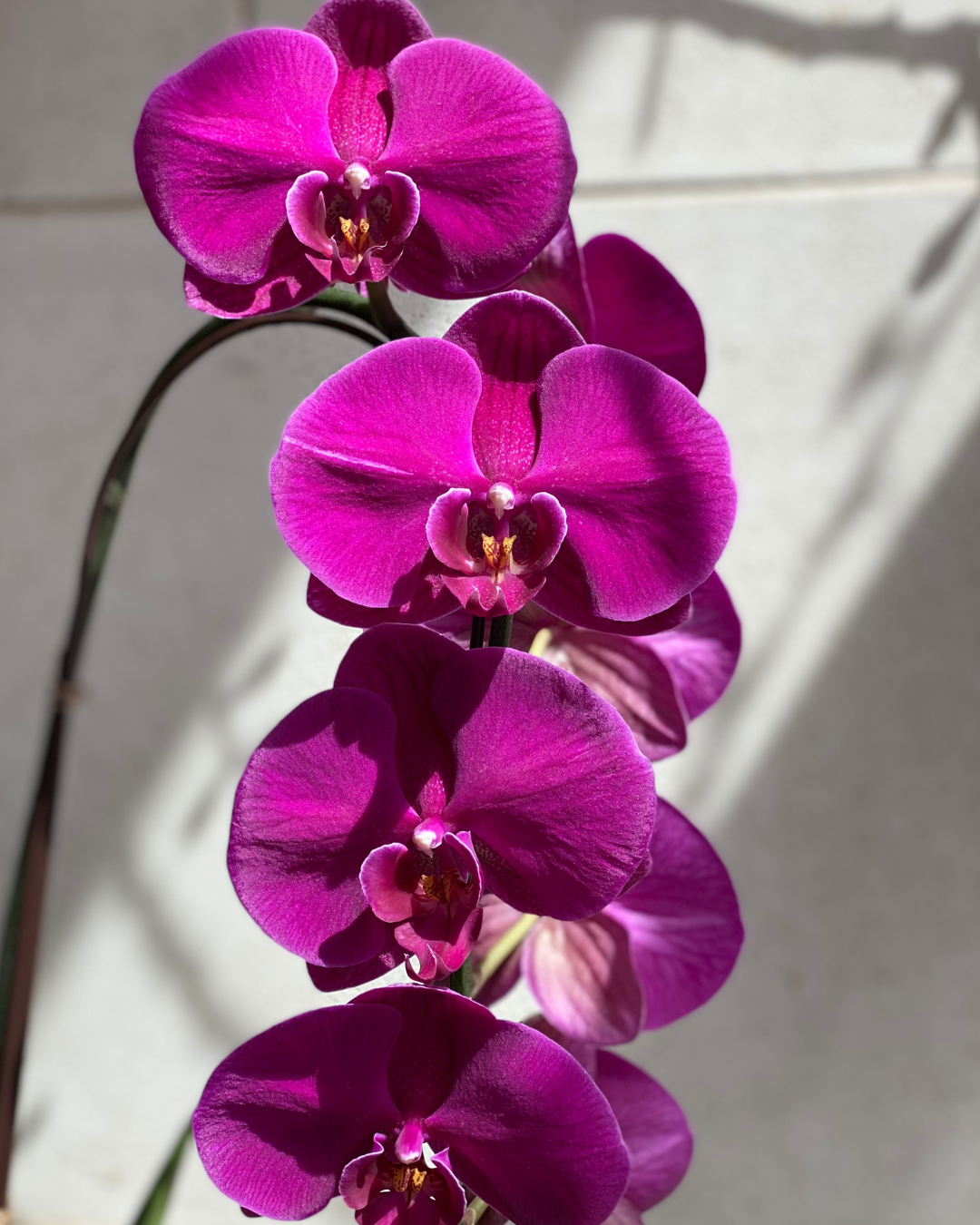 How to Care for a Phalaenopsis Orchid