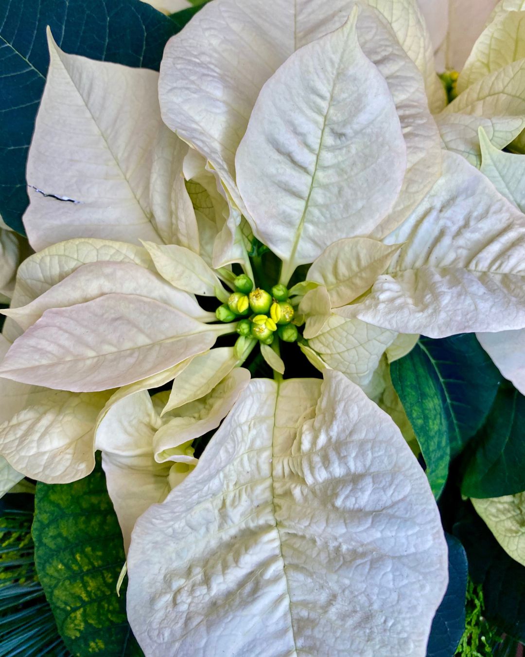 Poinsettias: History, Meaning & Seasonal Care Tips
