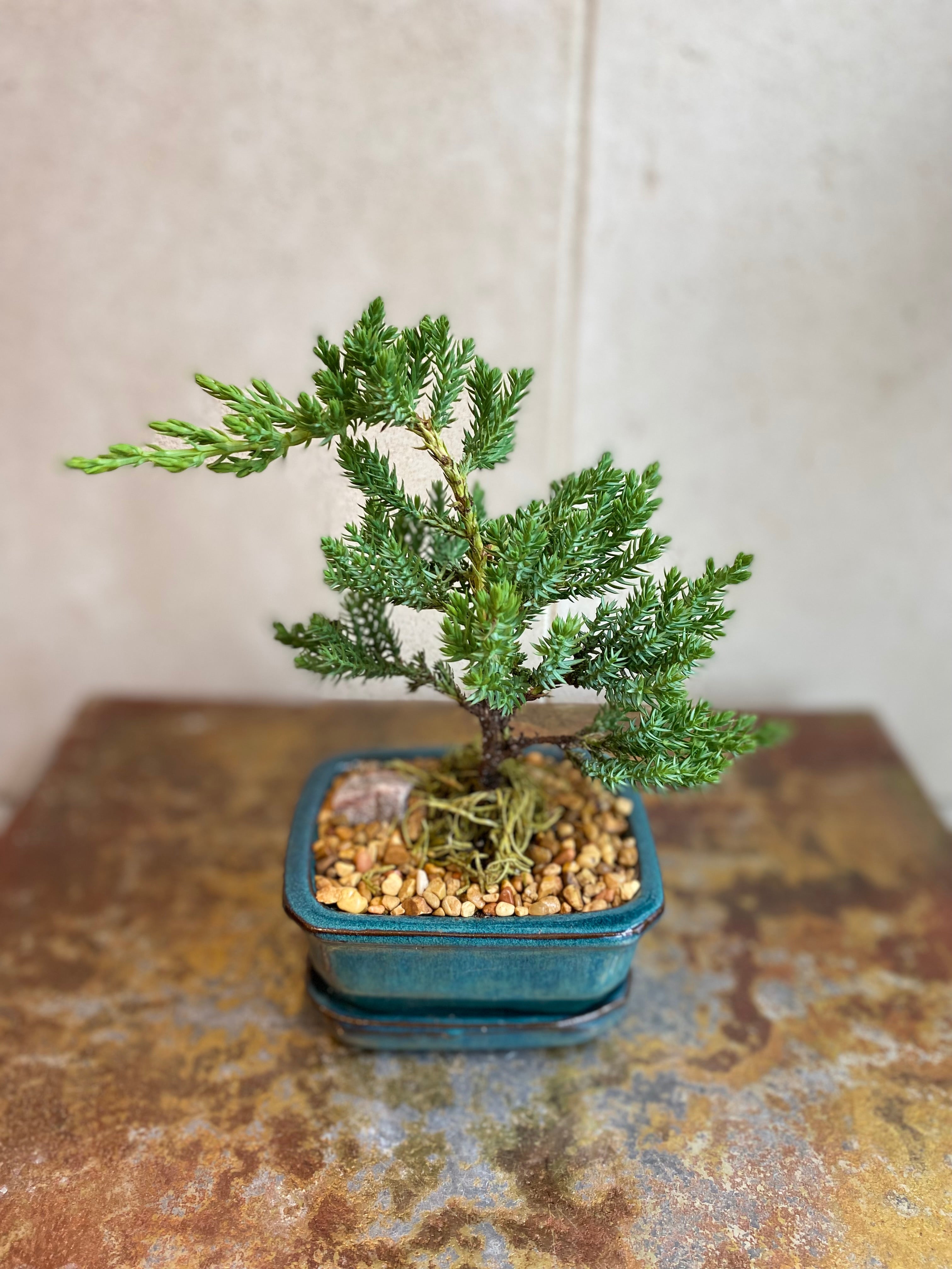 Juniper Bonsai