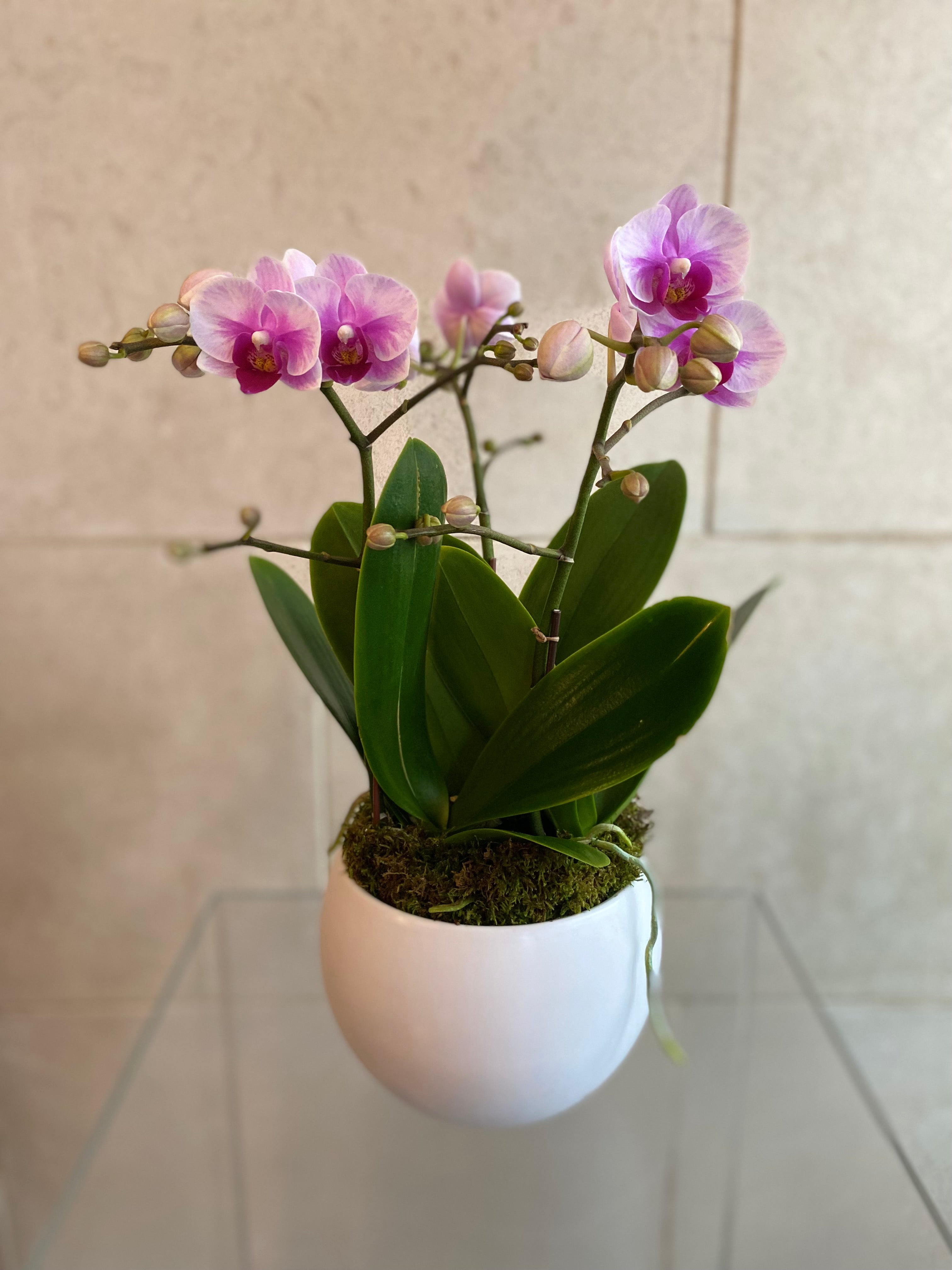 Rose Mist Phalaenopsis Mini Trio