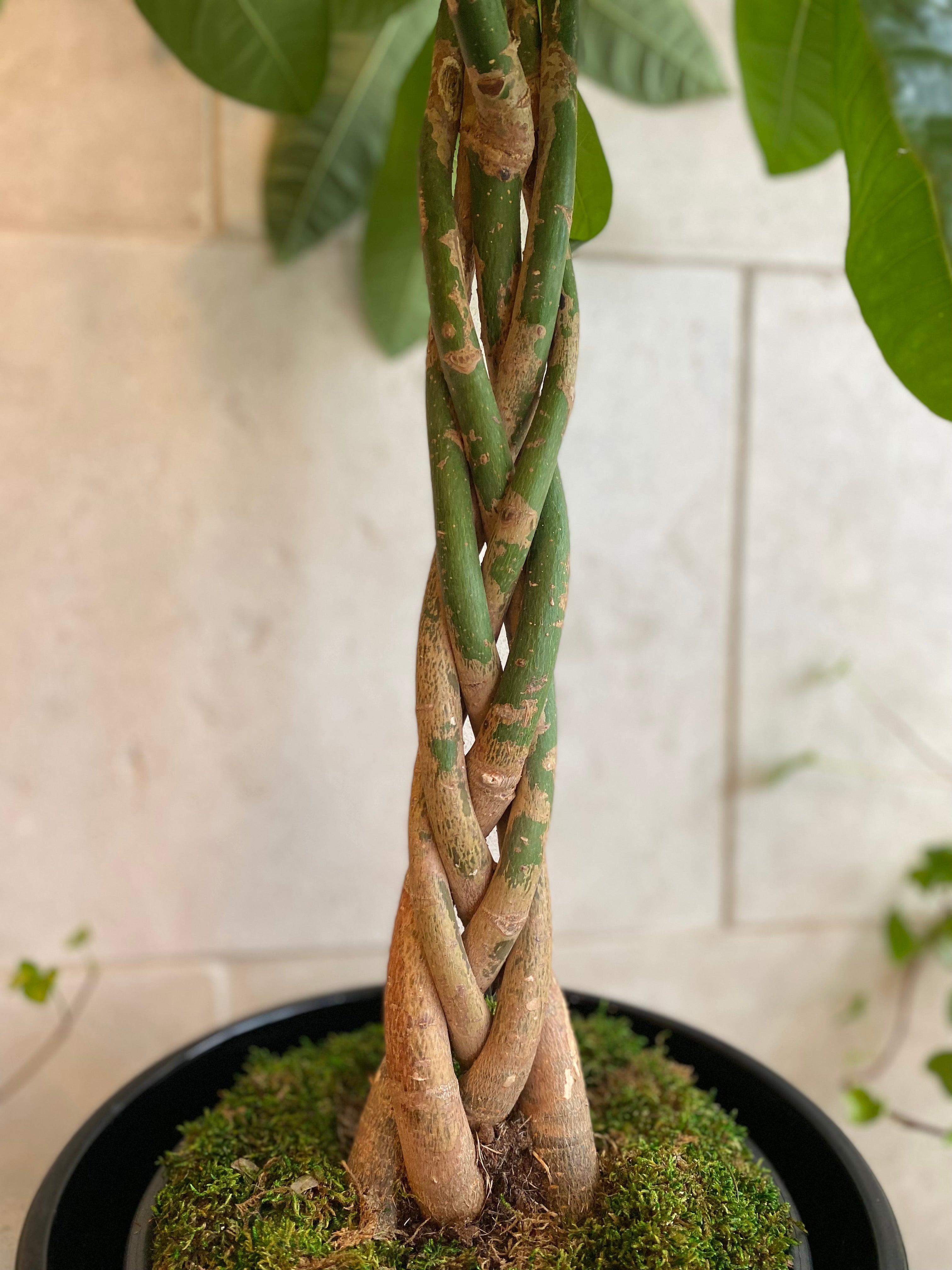 Money Tree