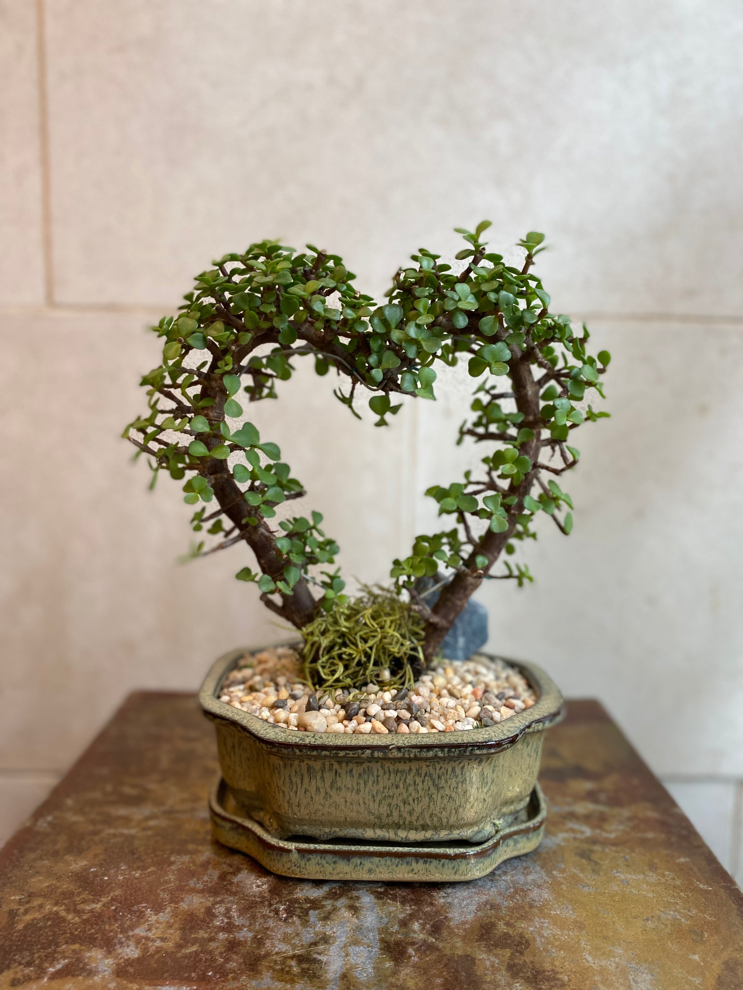 Heart Jade Bonsai