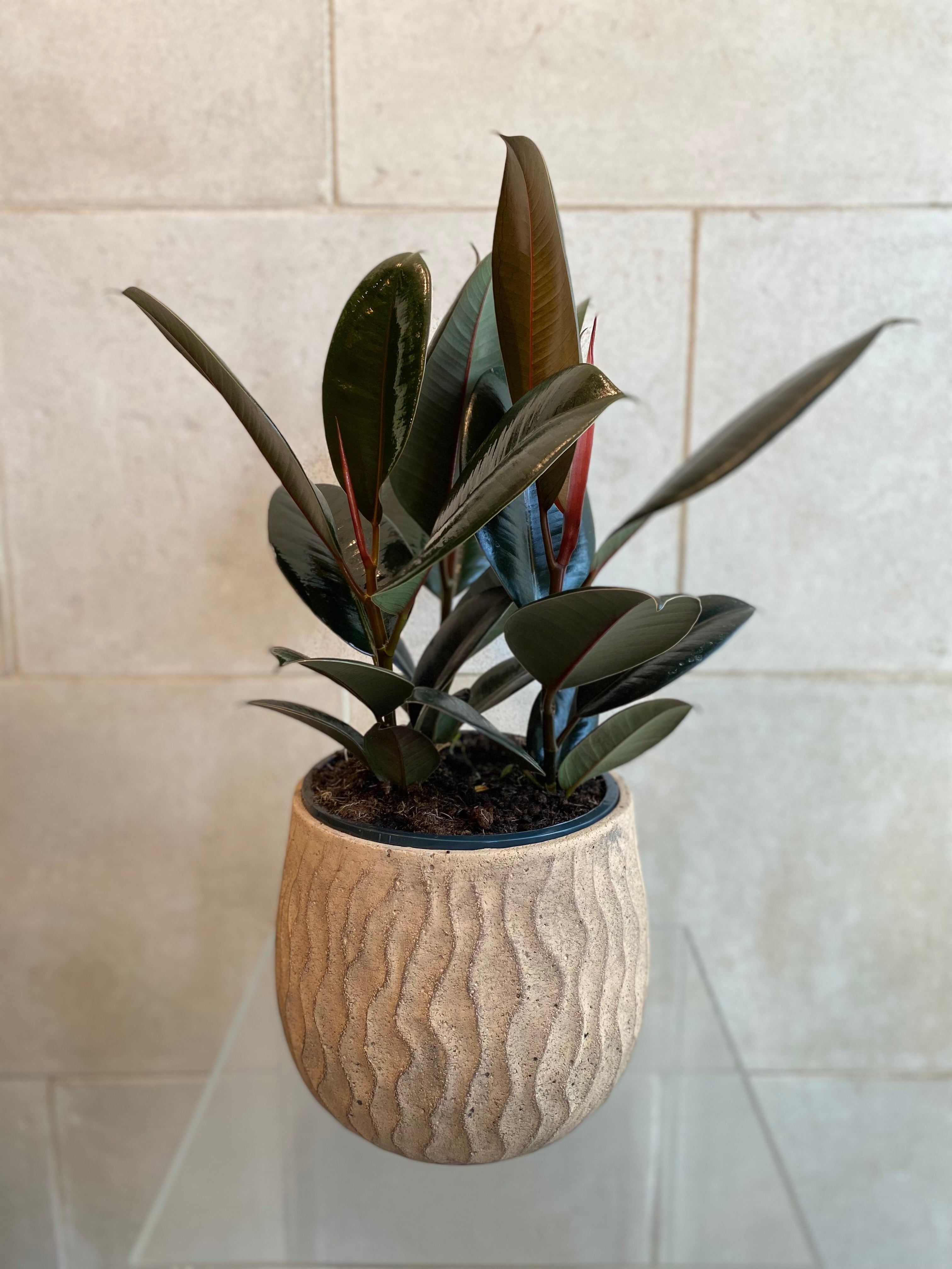 Rubber Plant