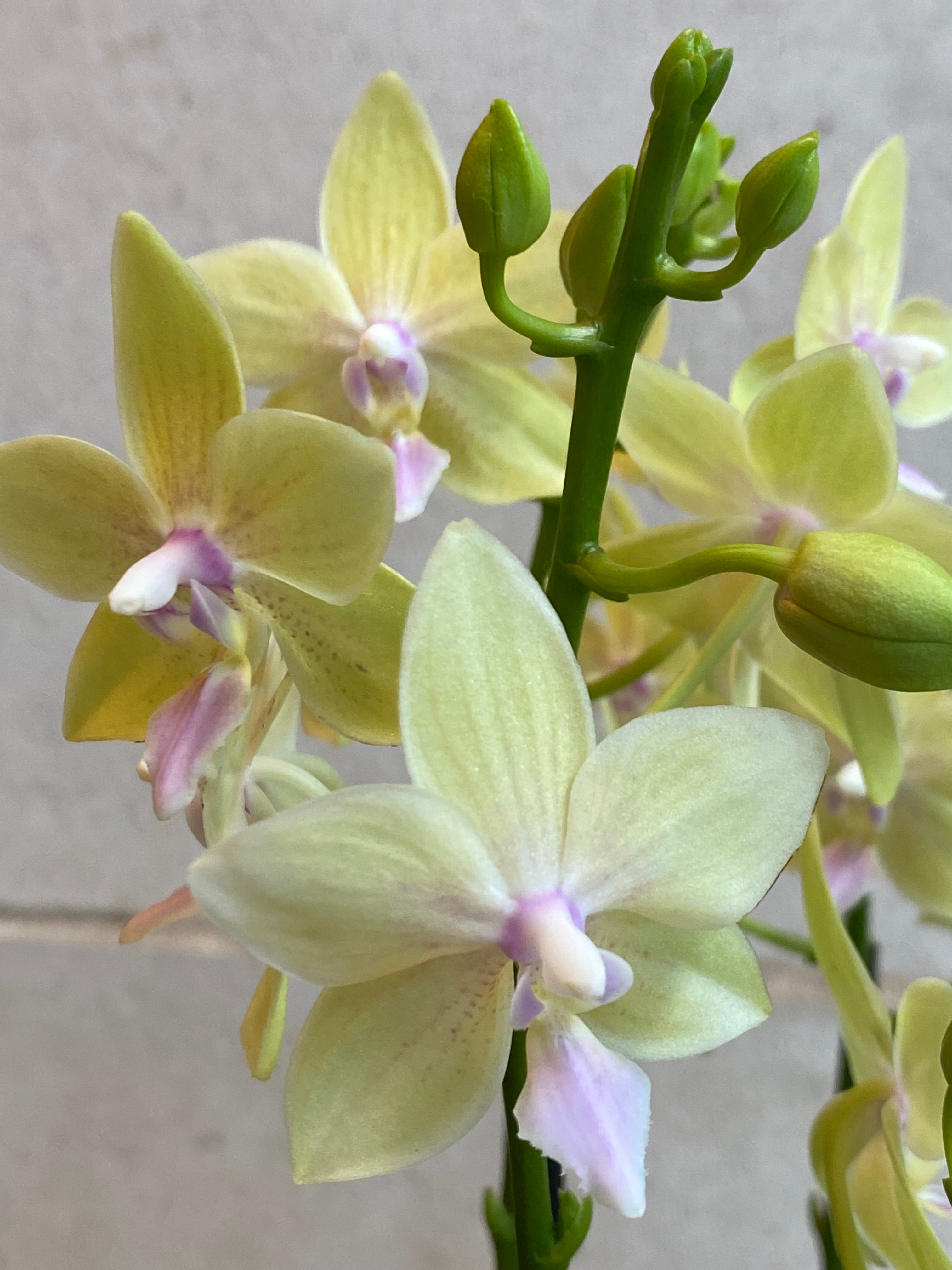 Mini Pastel Phalaenopsis