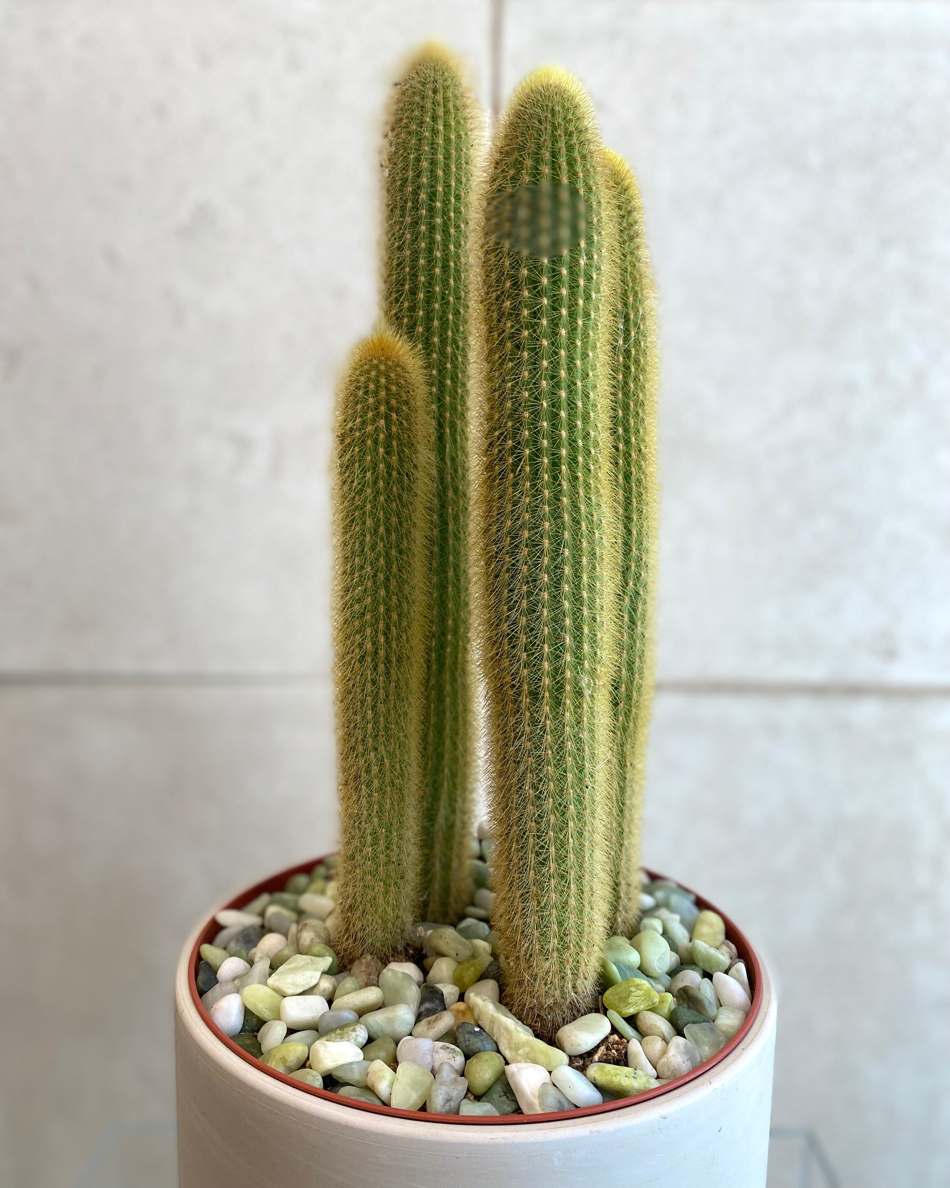 Assorted cactus in Ceramic Pot