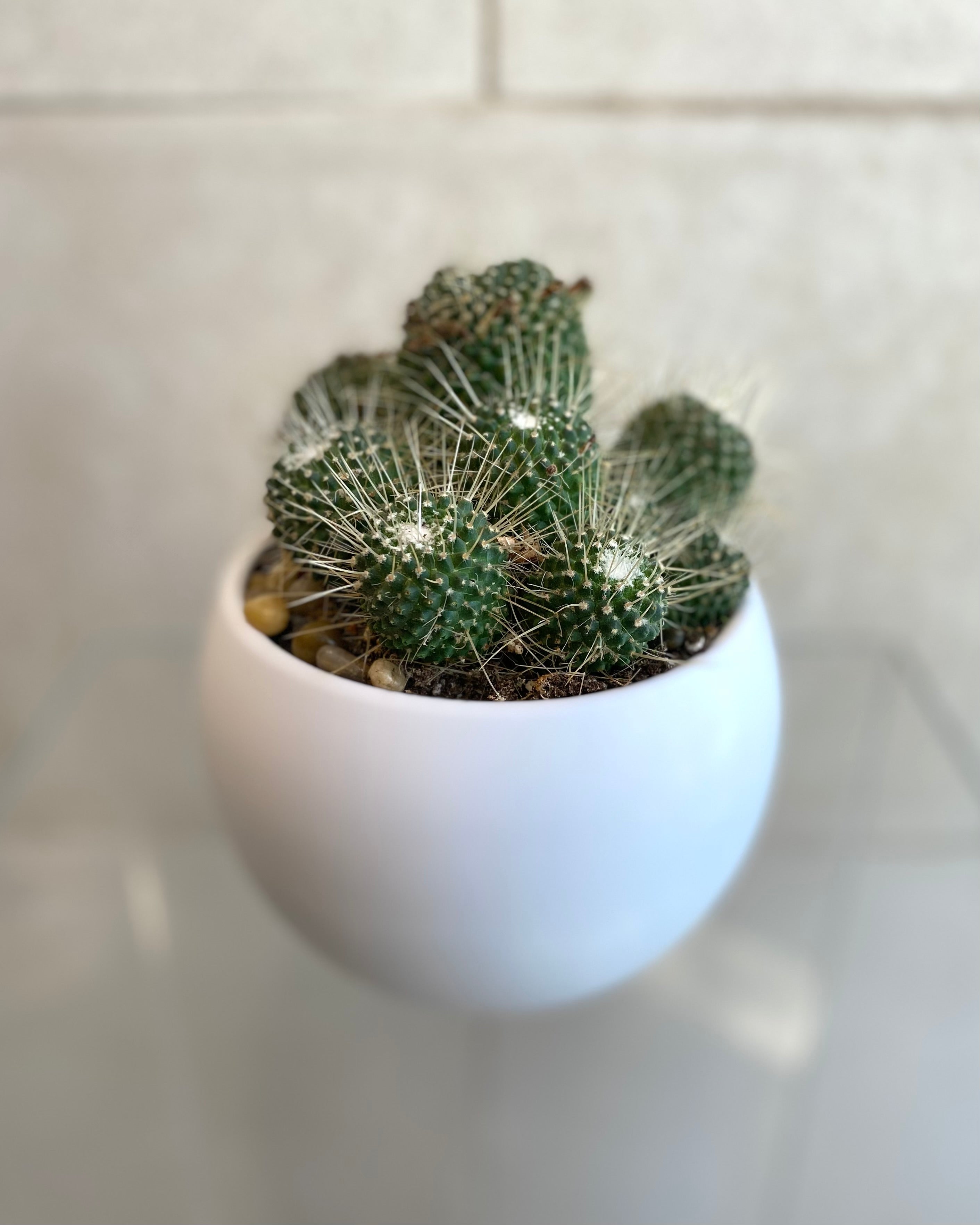 Cactus in 6” Ceramic Pots