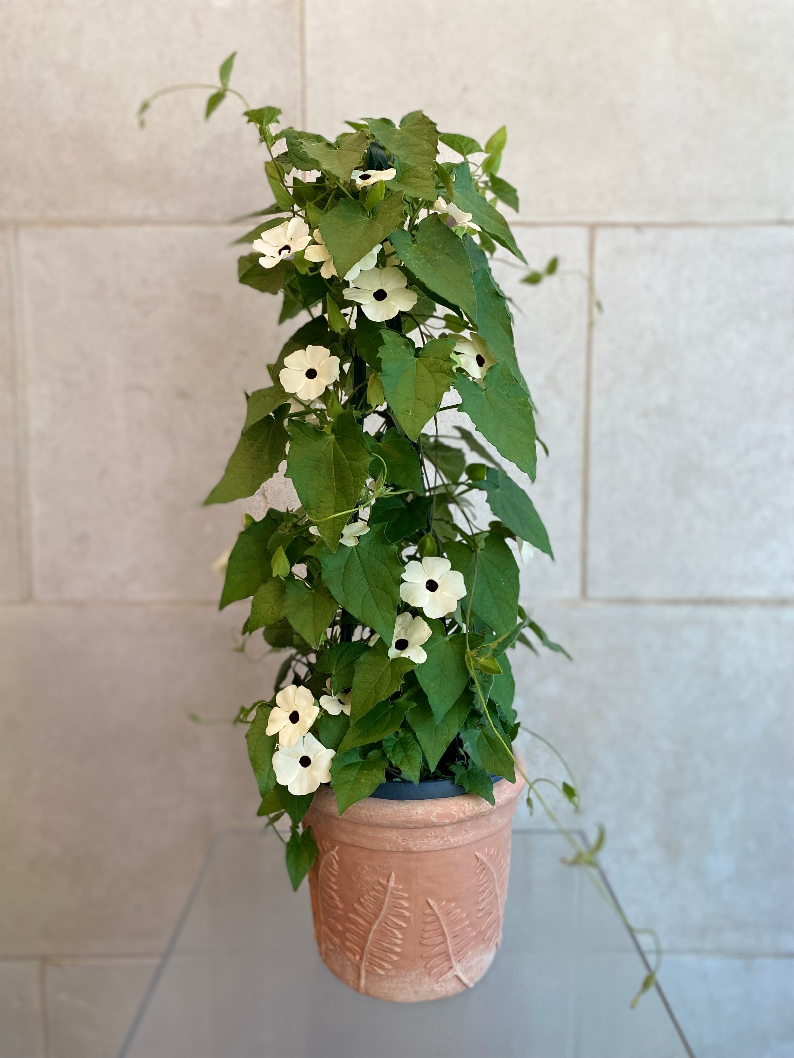 Black Eyed Susan Vine