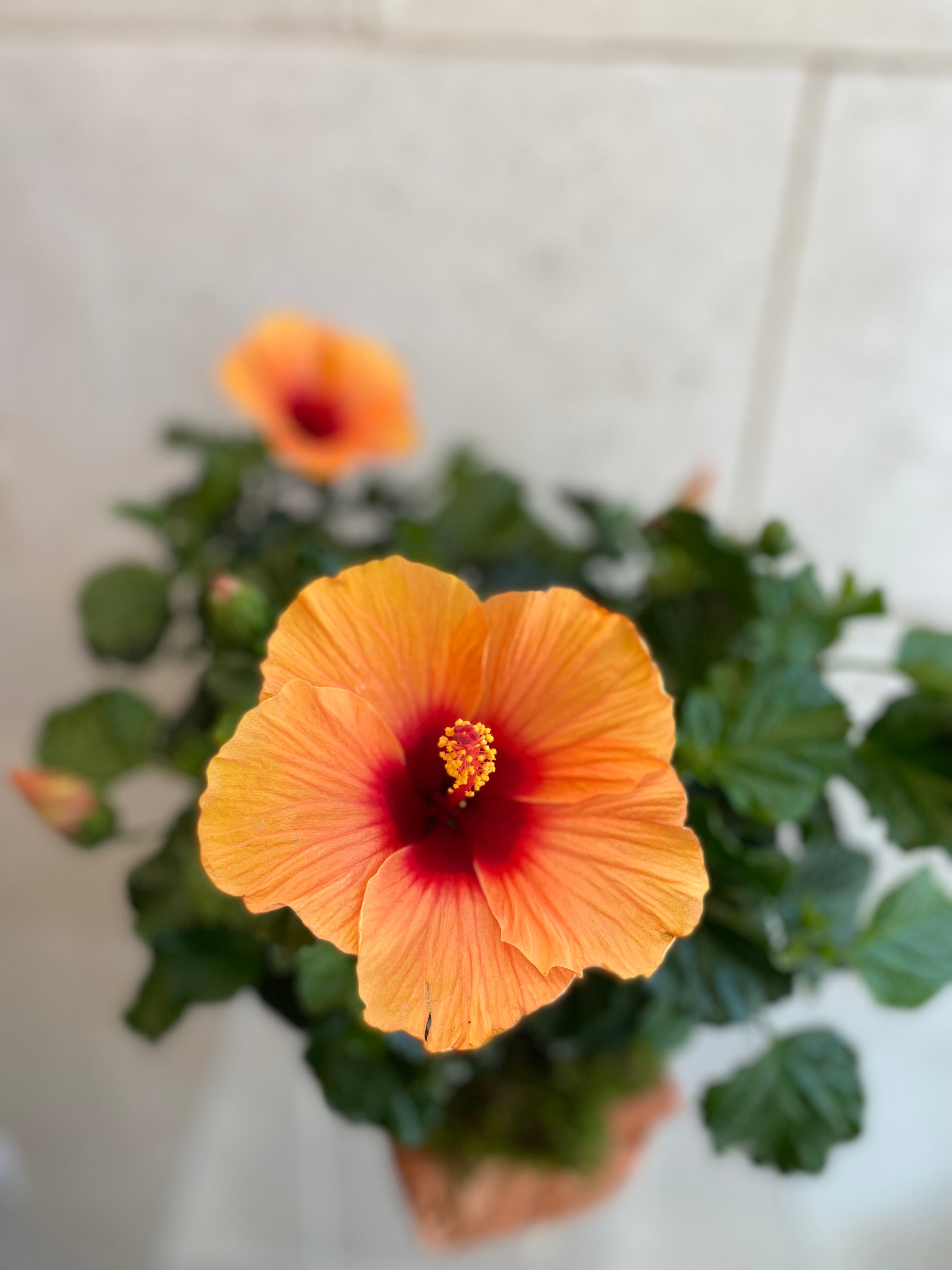 Hibiscus Terracotta Planter