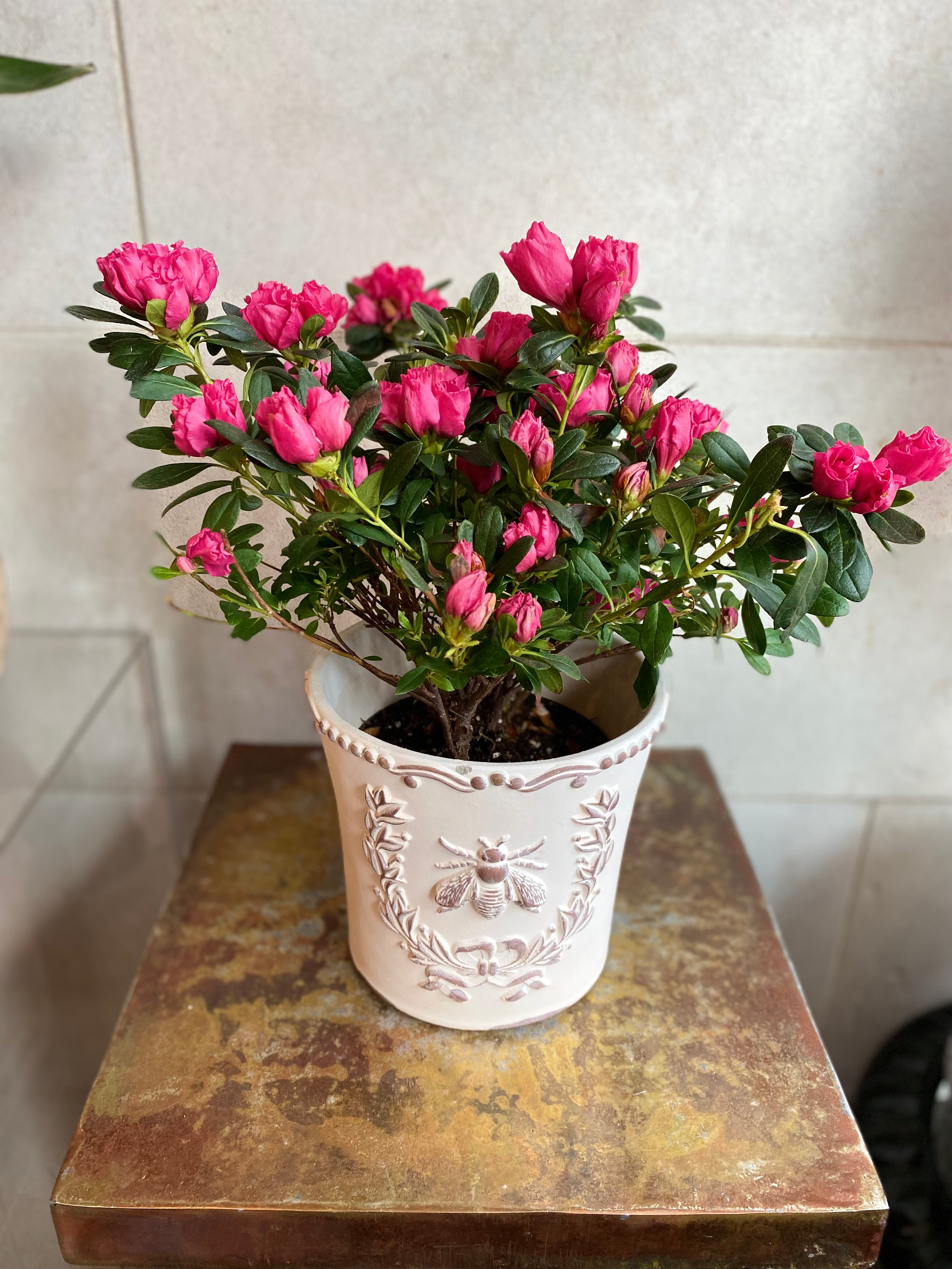 Azalea in Embossed Bee Planter