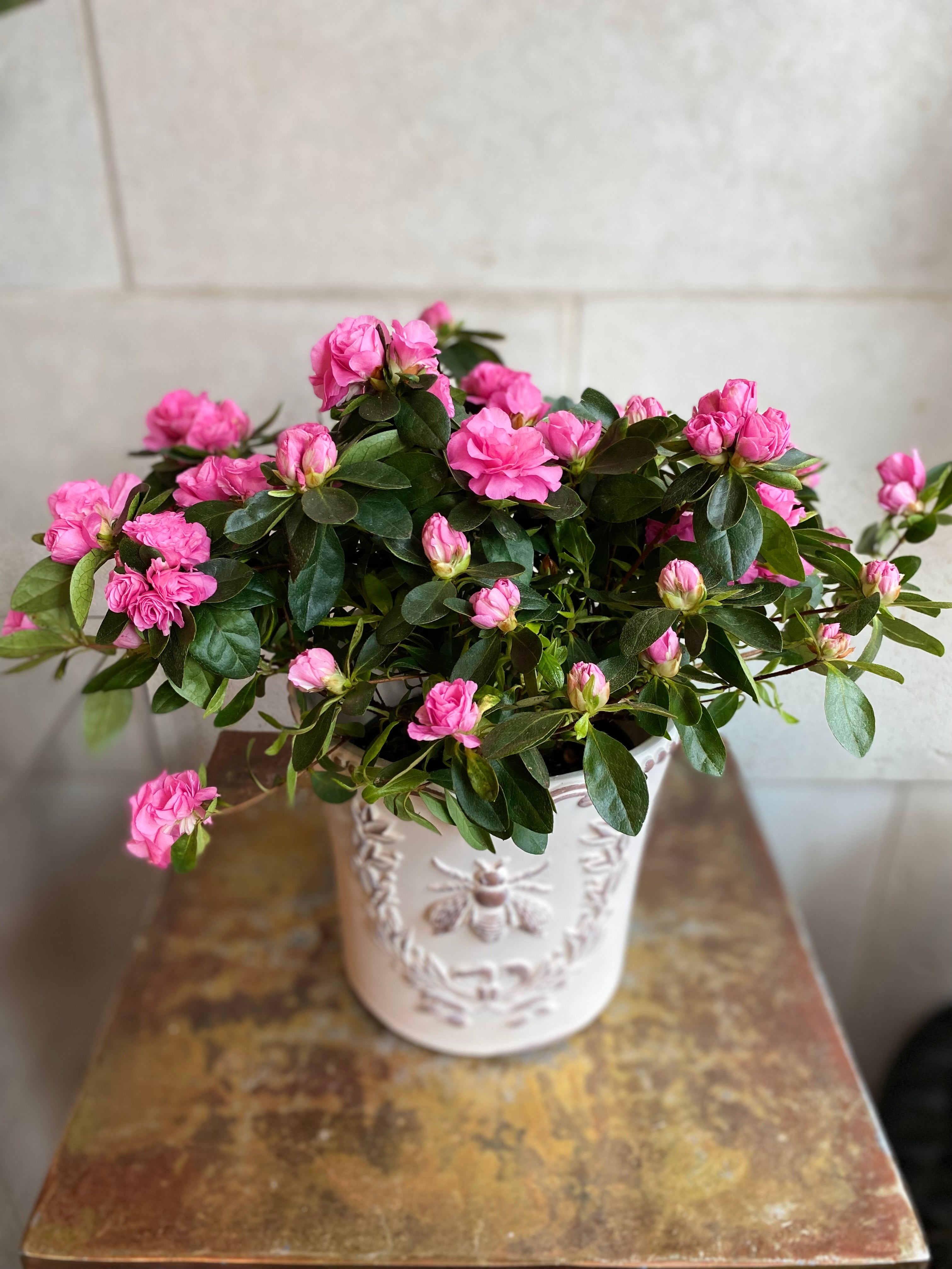 Azalea in Embossed Bee Planter