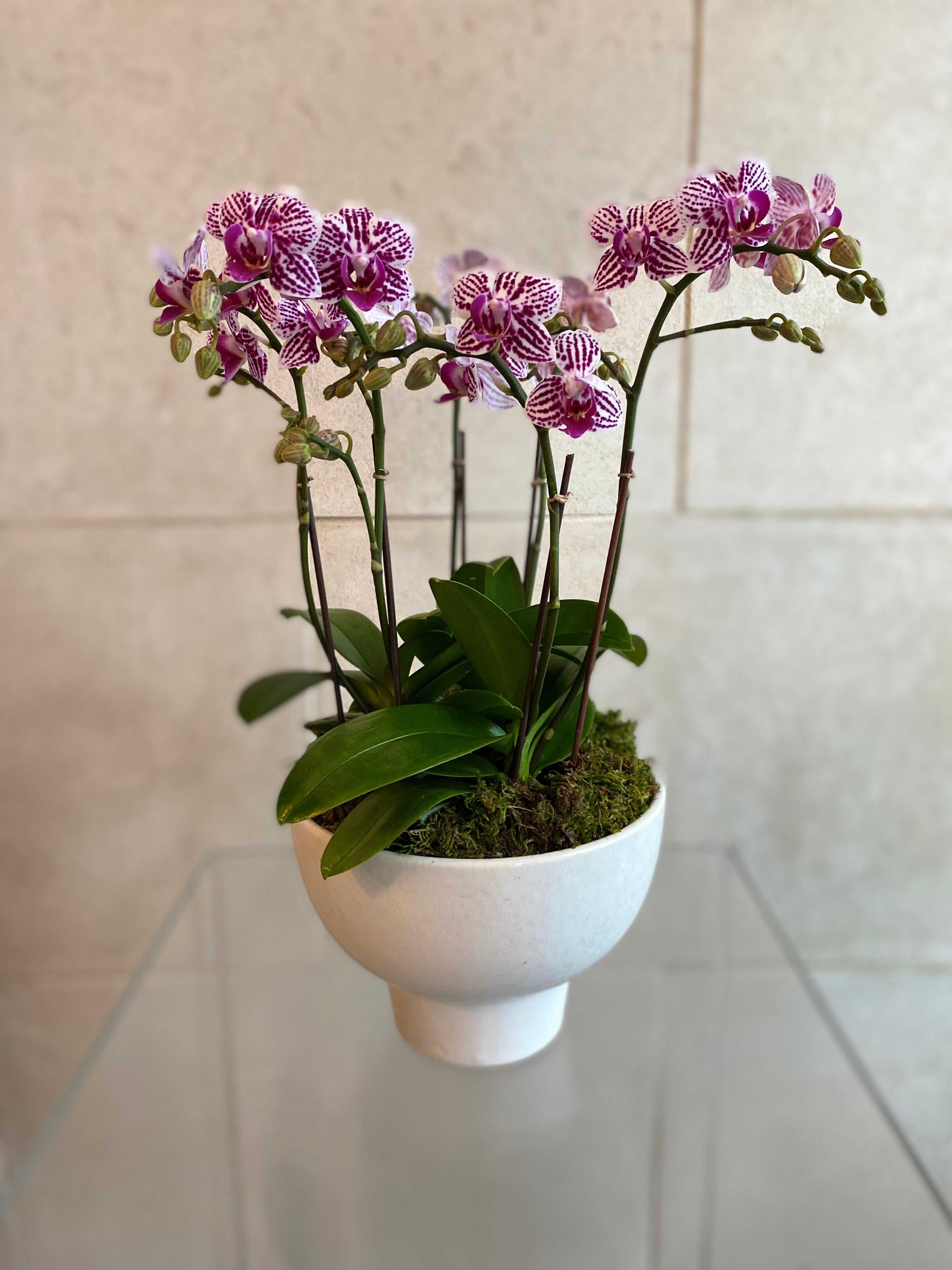 Mini orchid Trio