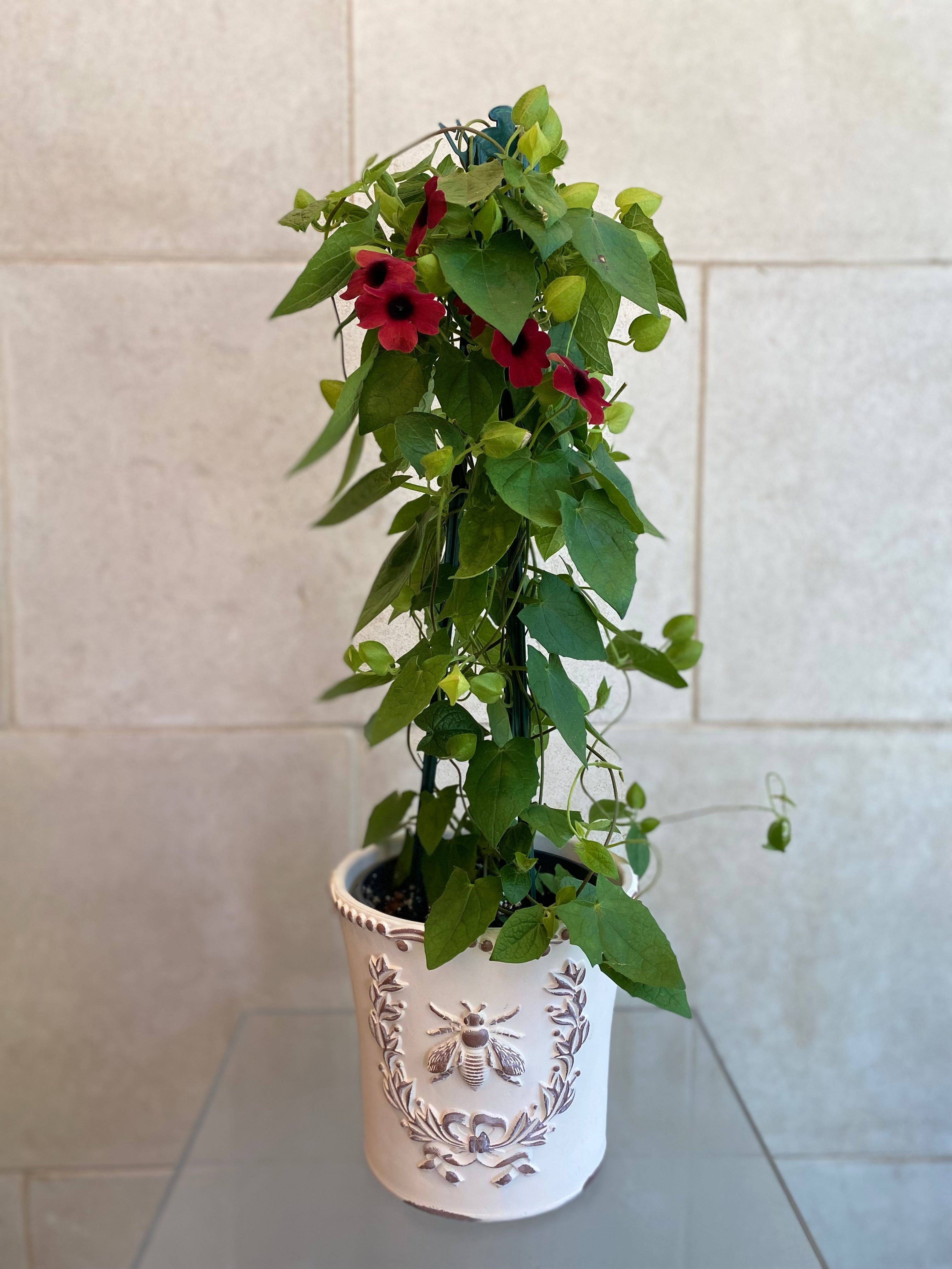 Black Eyed Susan Vine