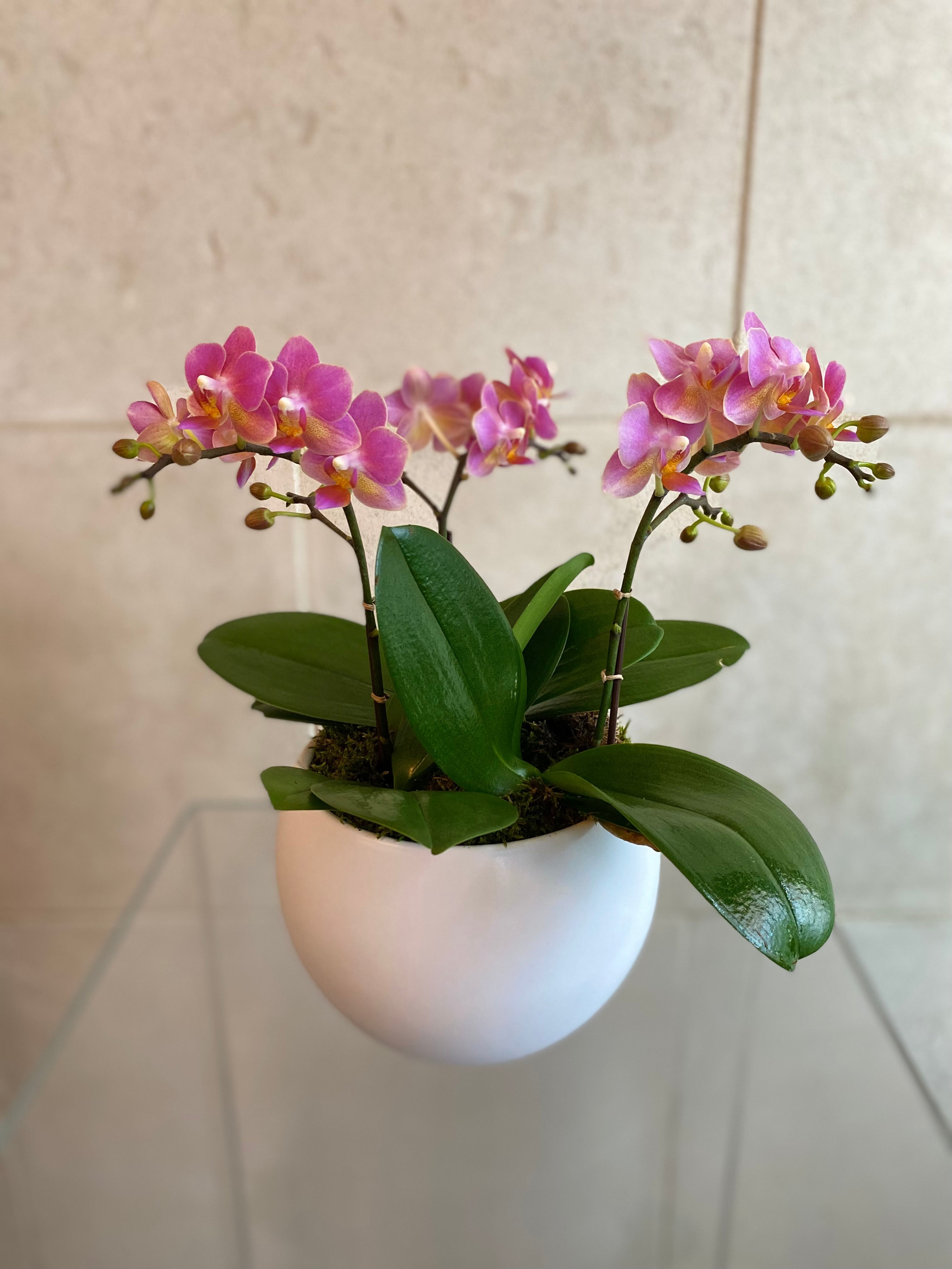 Mini Variegated Orchid Trio