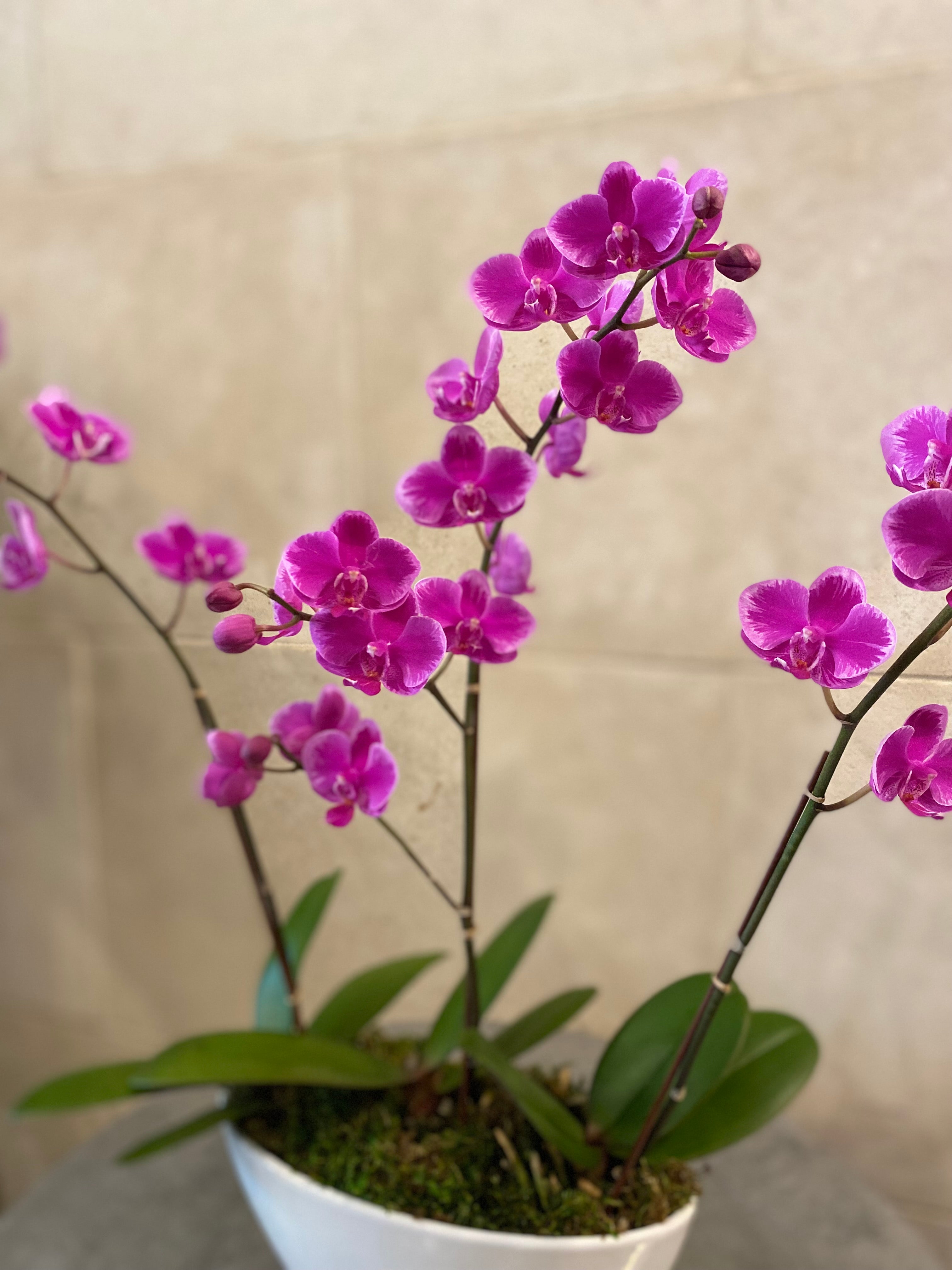 Mini Orchid Trio