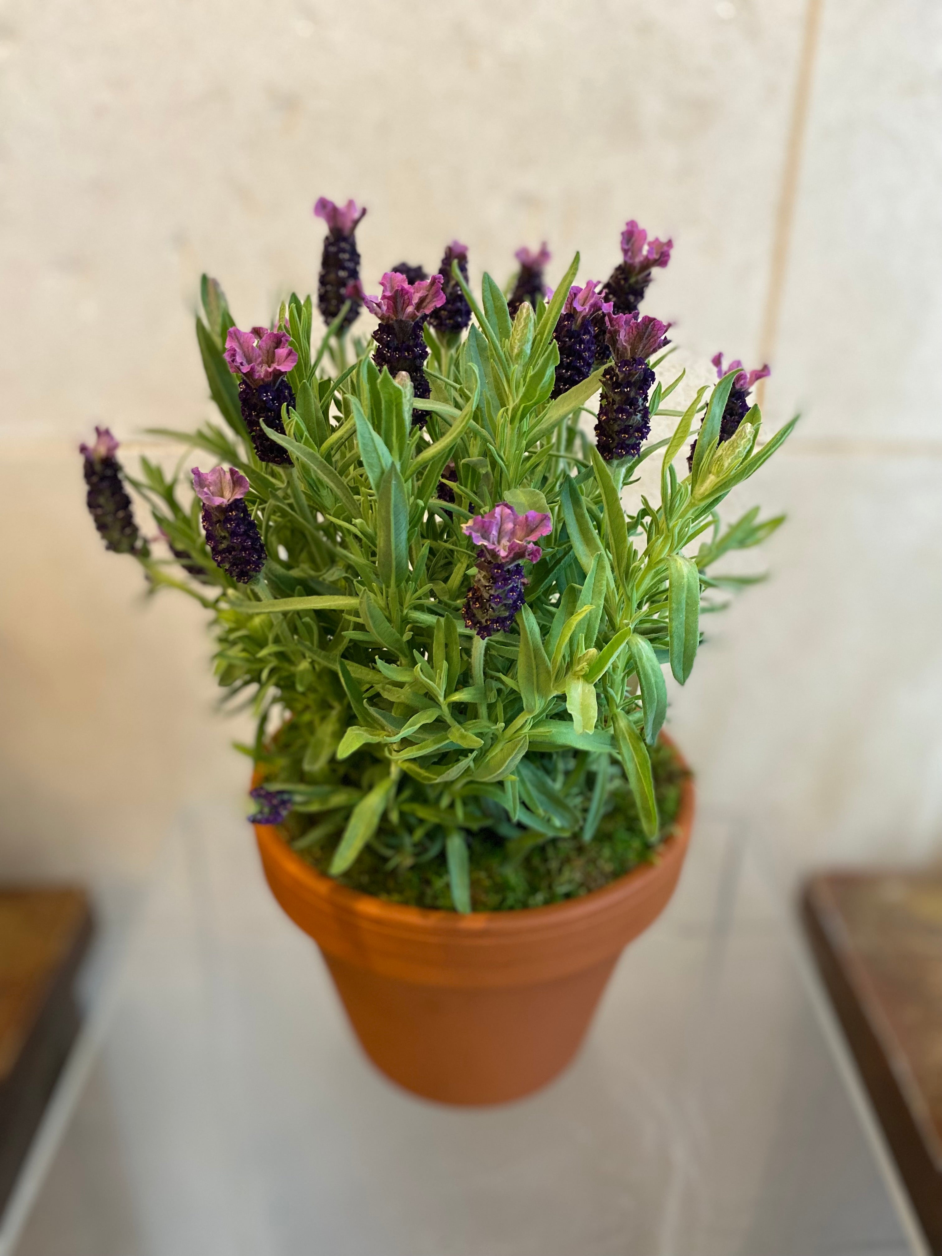 Lavender in Terracotta Pot