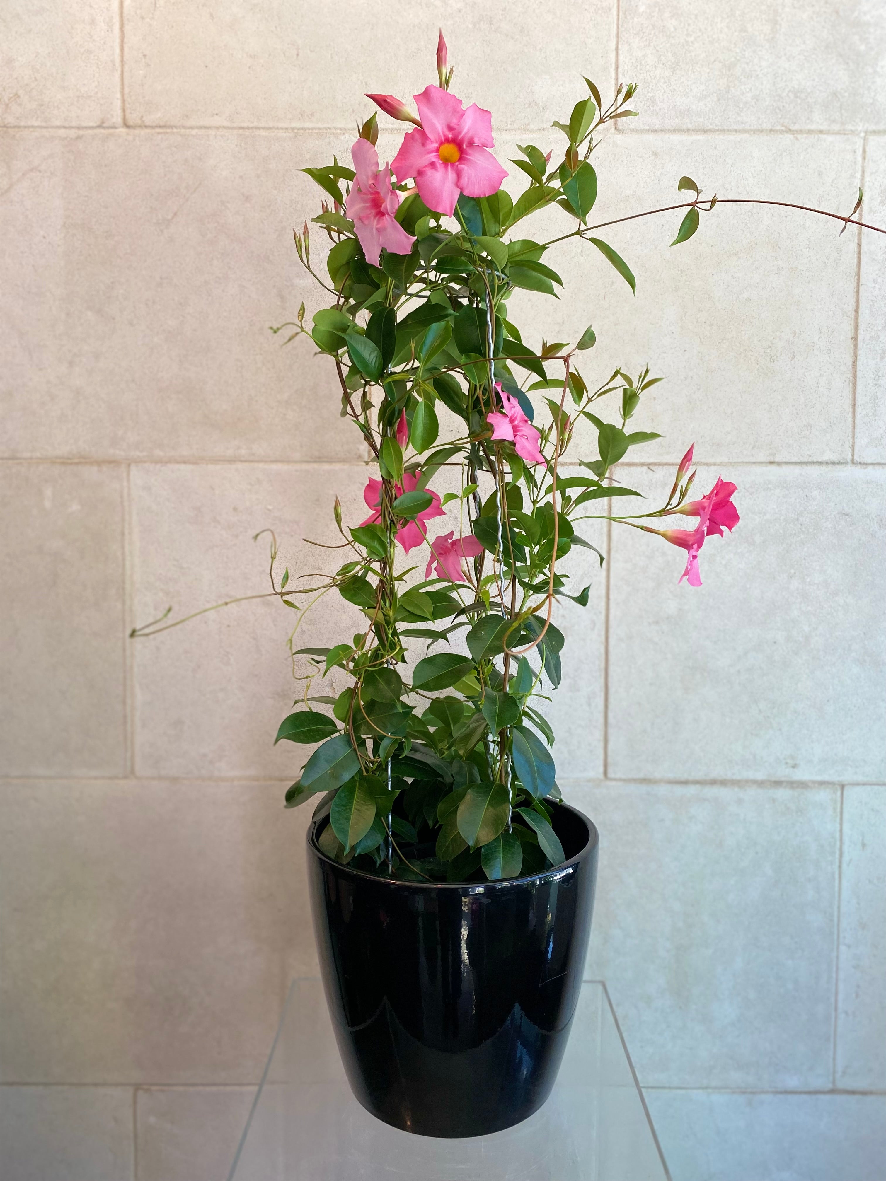 Mandevilla Plant