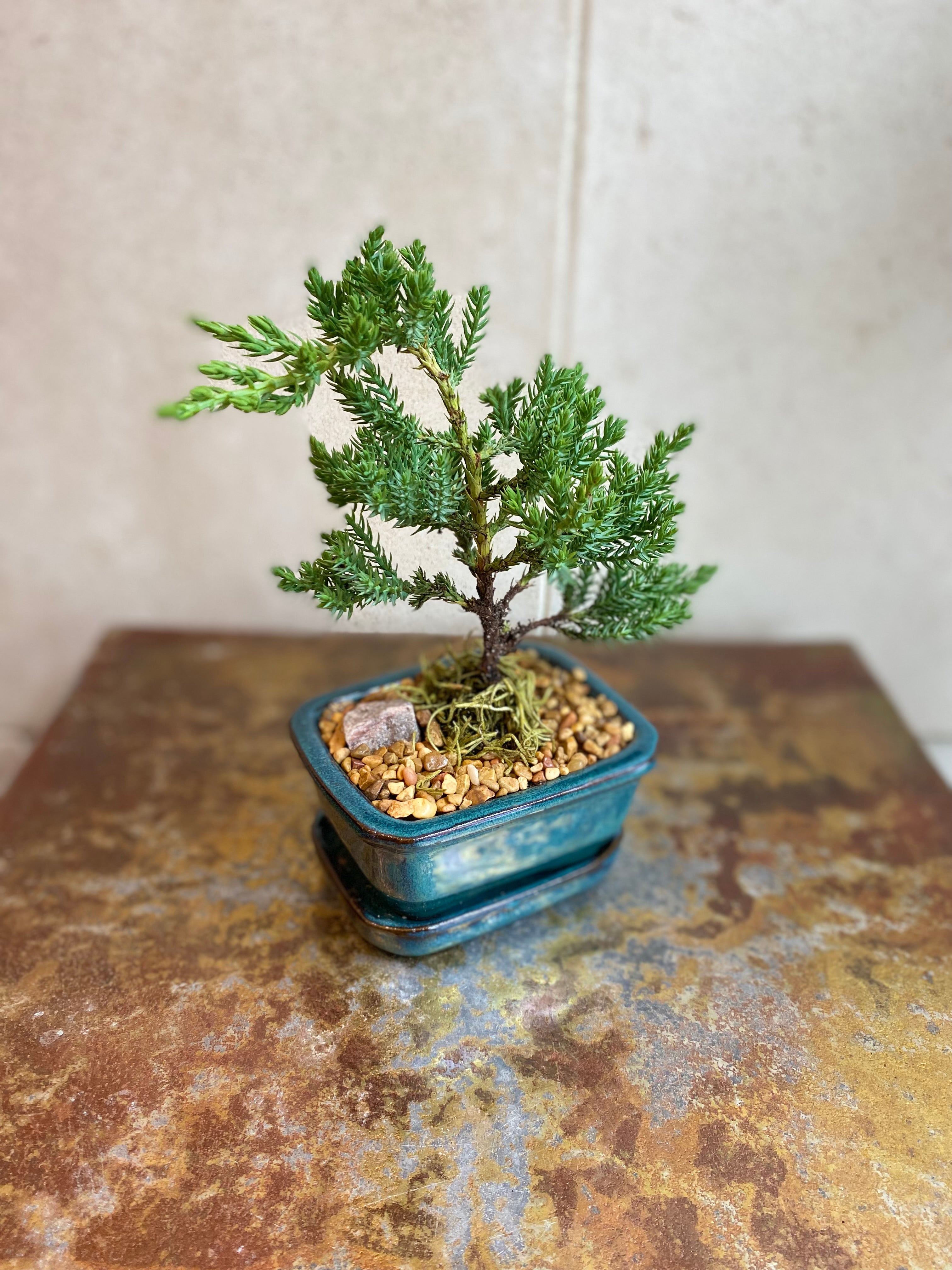 Juniper Bonsai