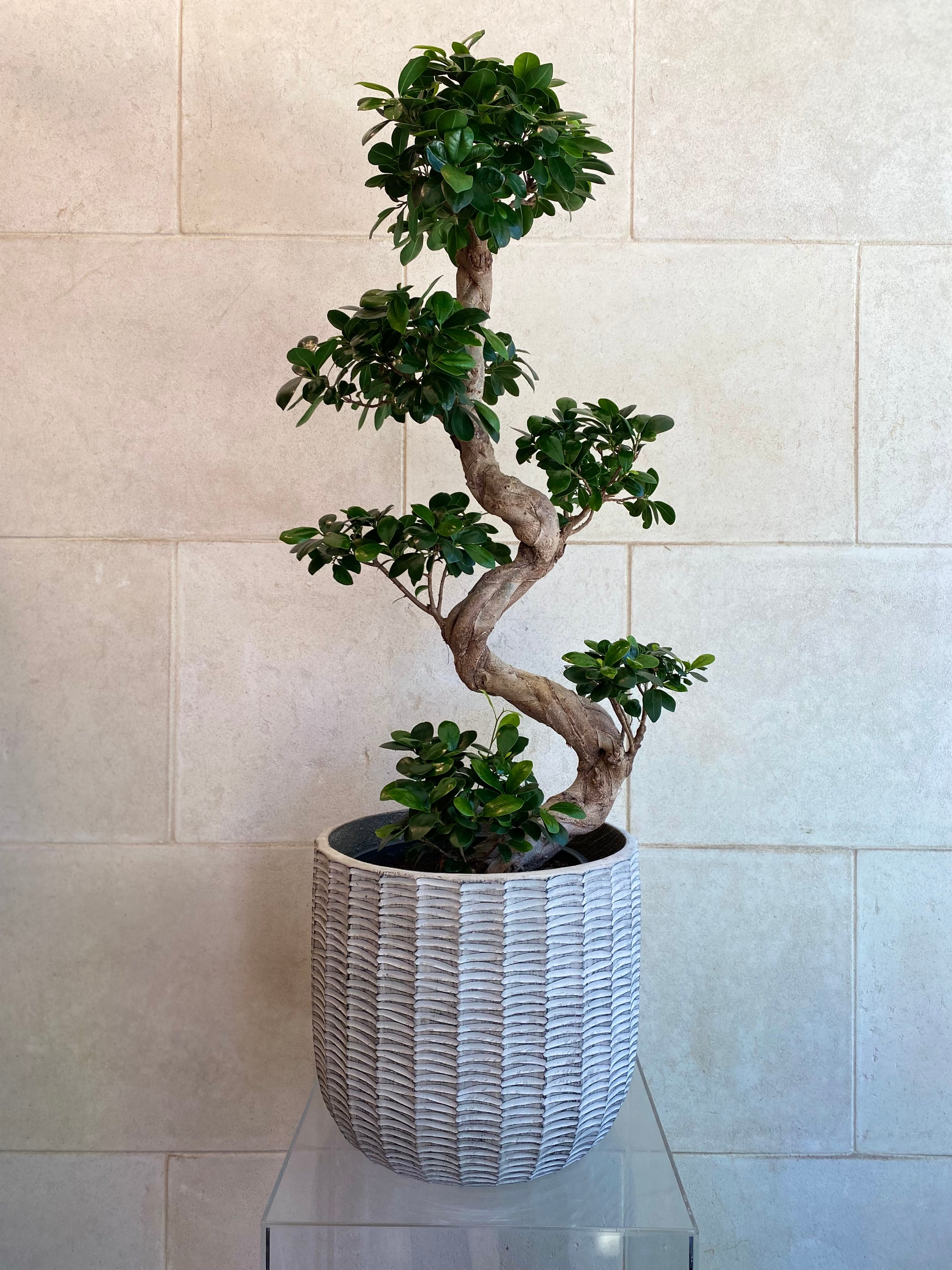 Majestic Ficus Bonsai