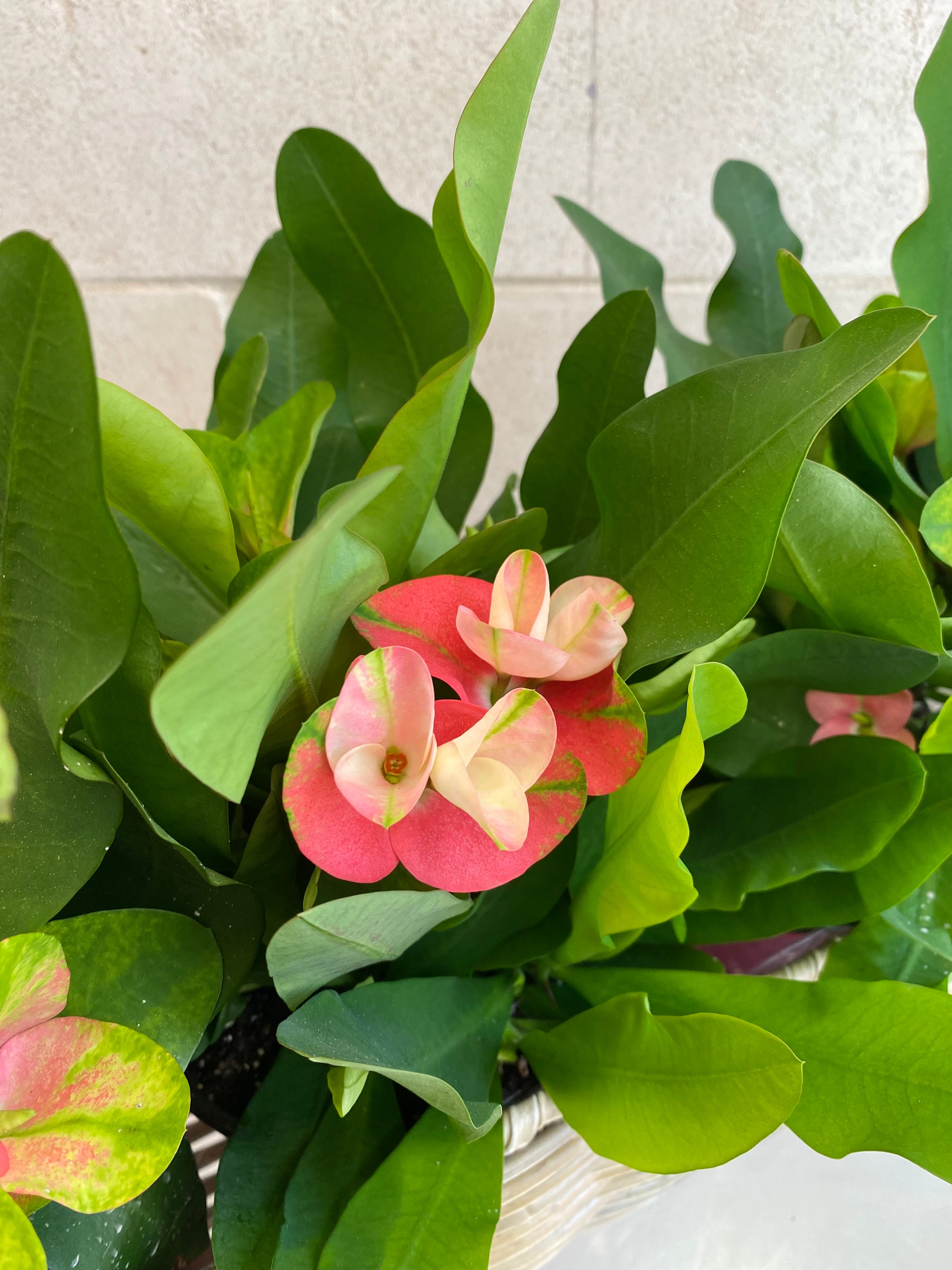 Euphorbia Basket