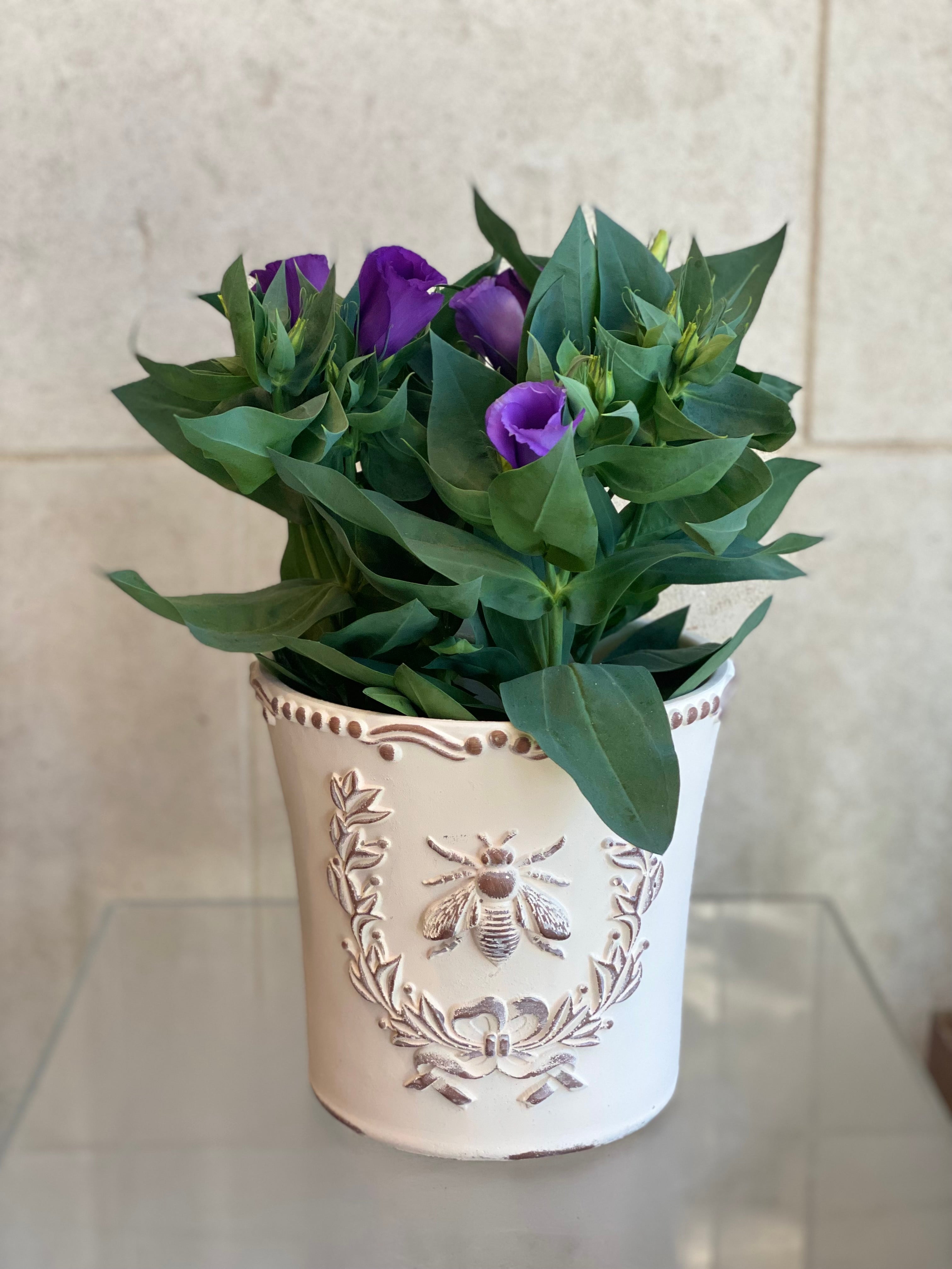 Purple Lisianthus in Decorative Planter