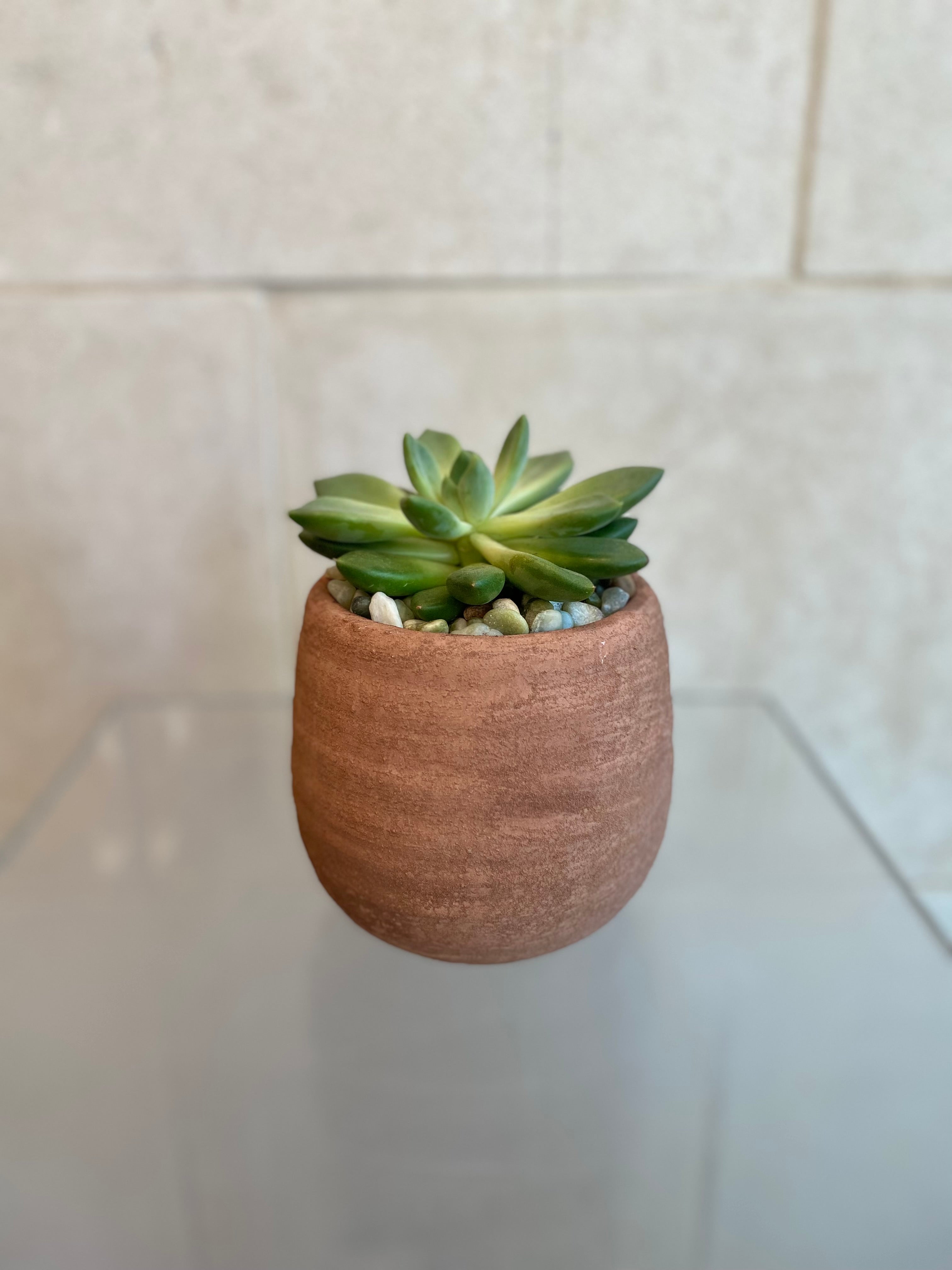 Succulent Collection