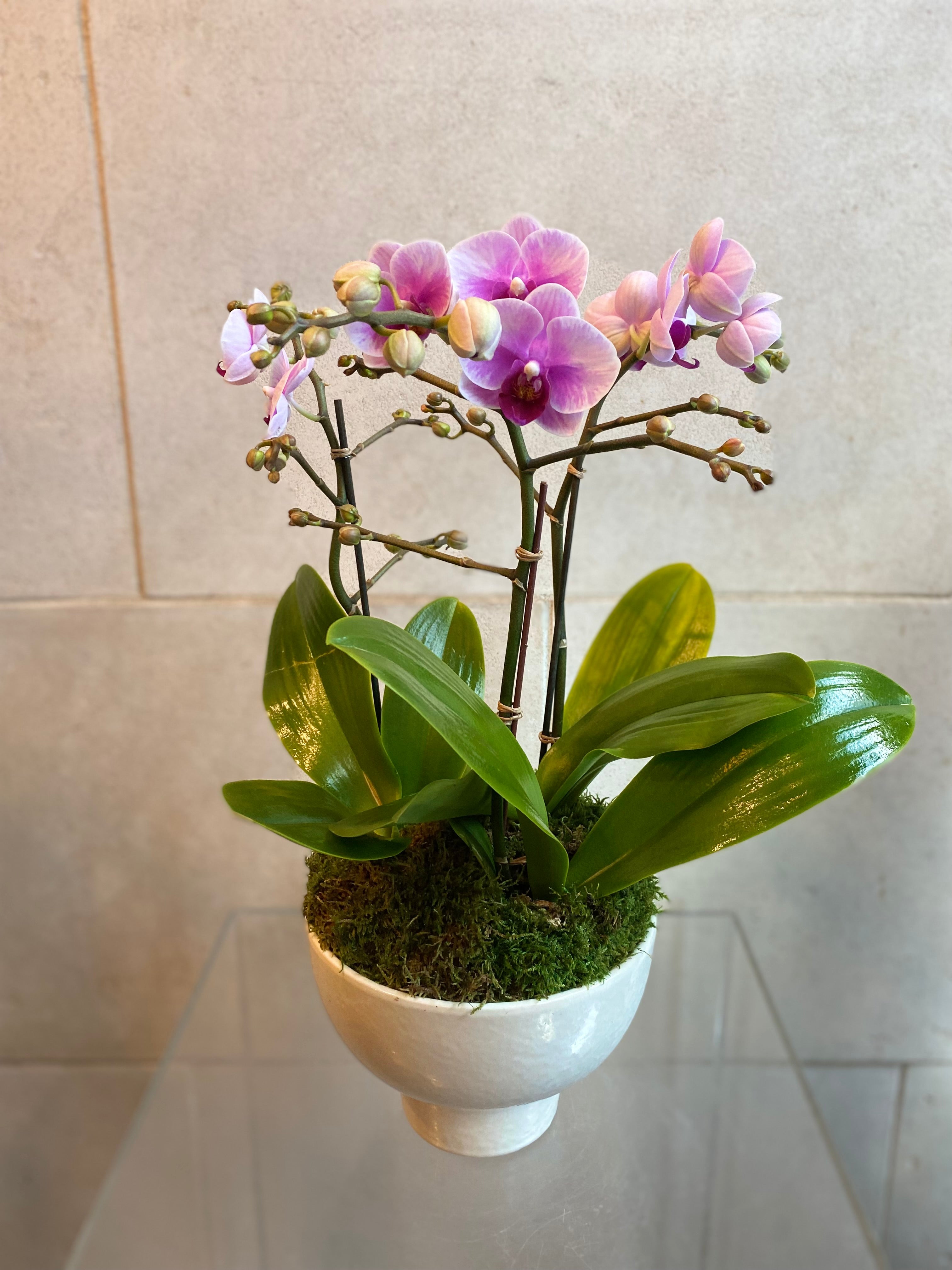 Rose Mist Phalaenopsis Mini Trio