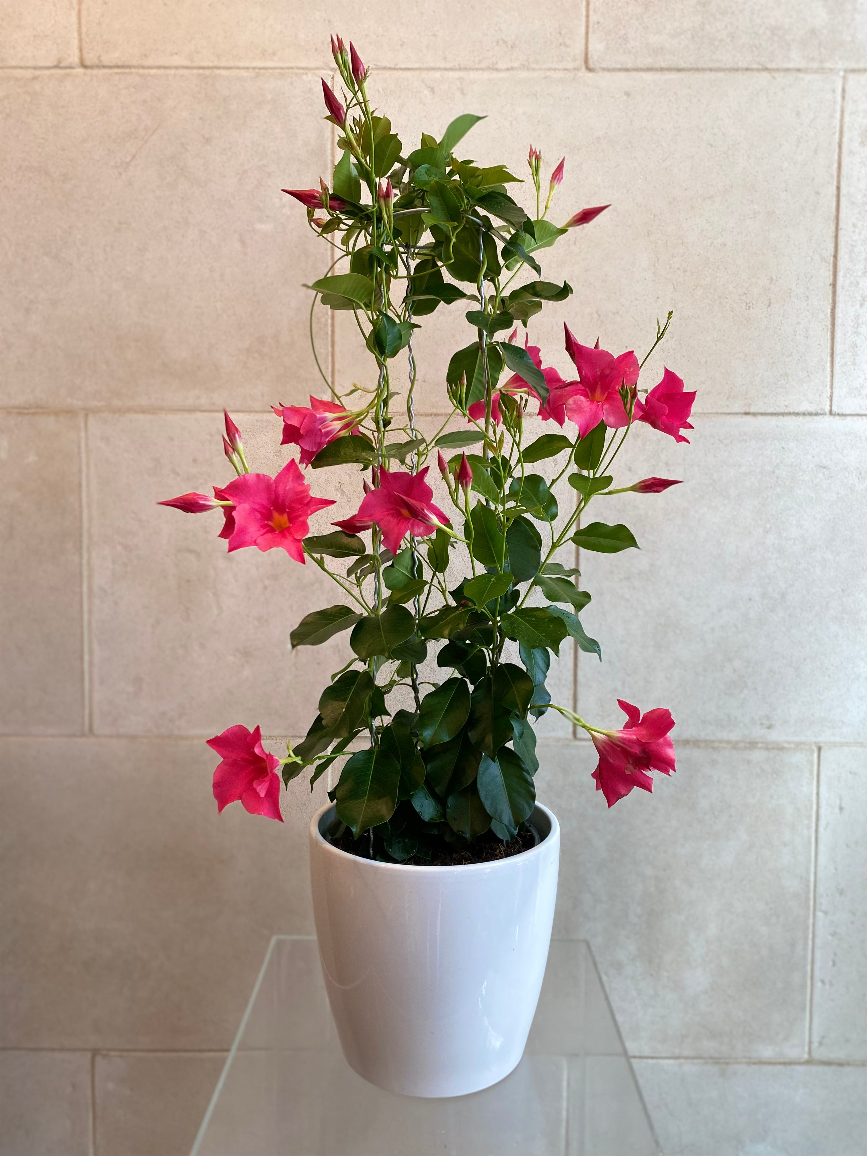 Mandevilla Plant