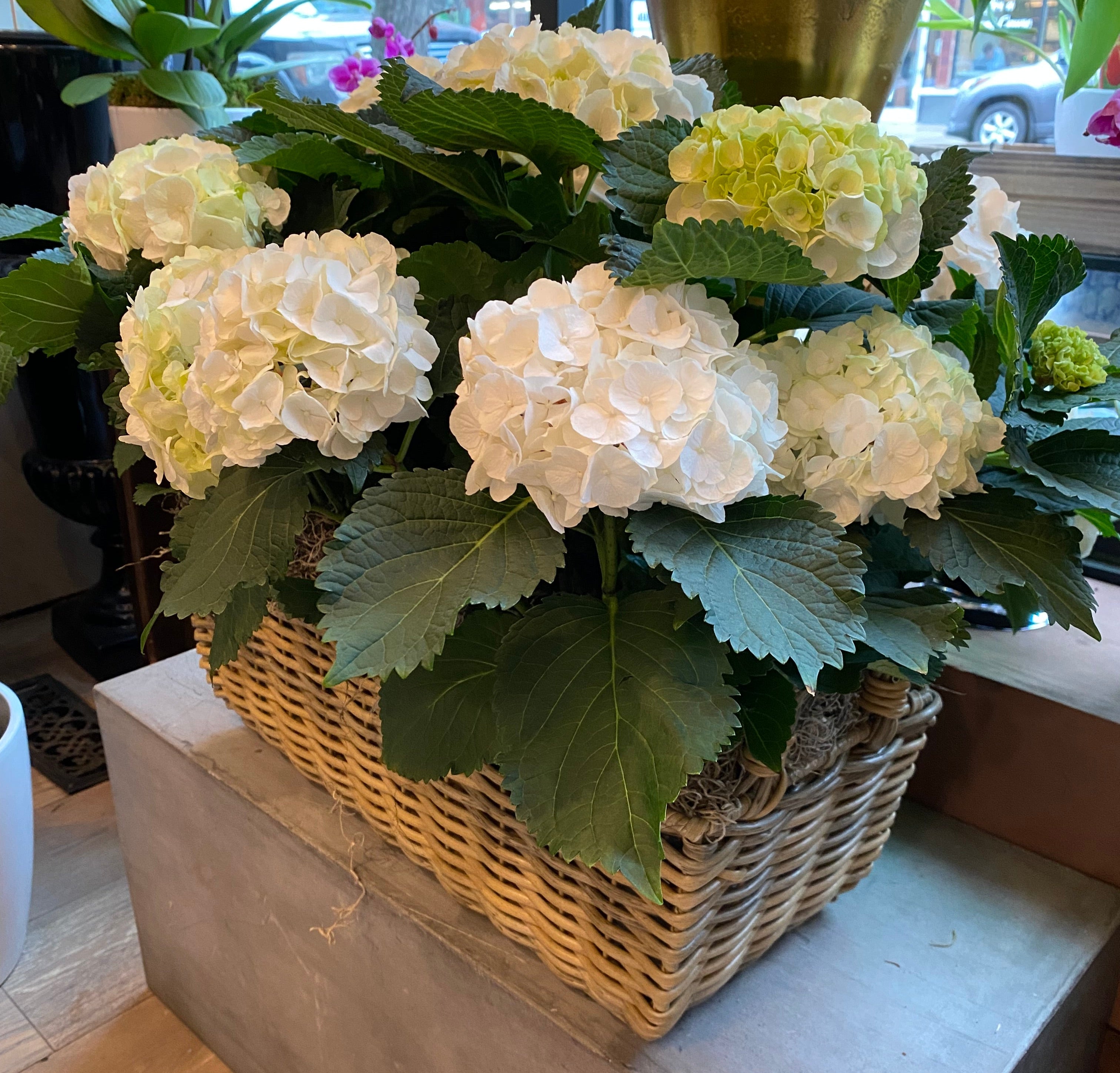 Spring Hydrangea Basket