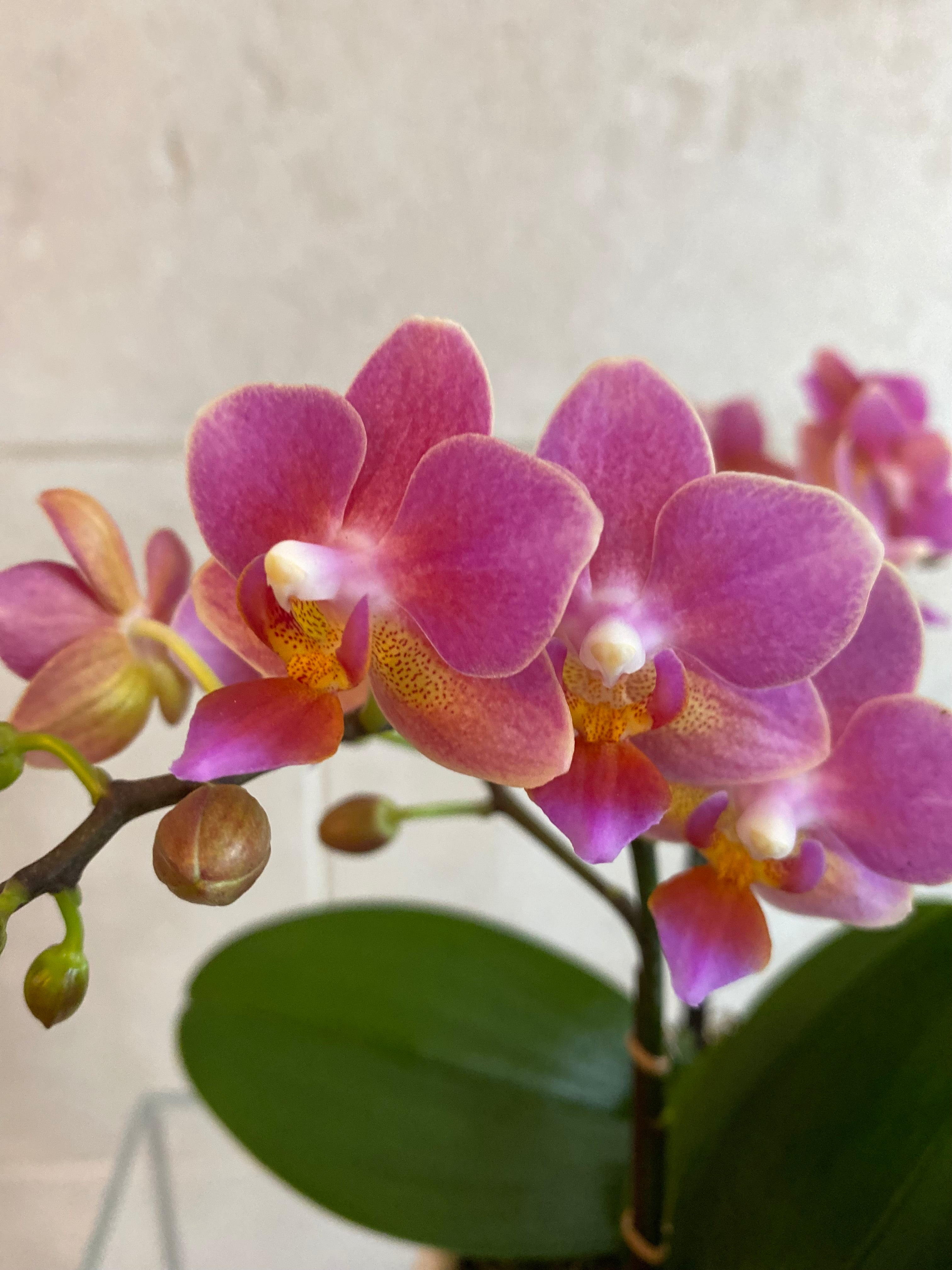 Mini Variegated Orchid Trio