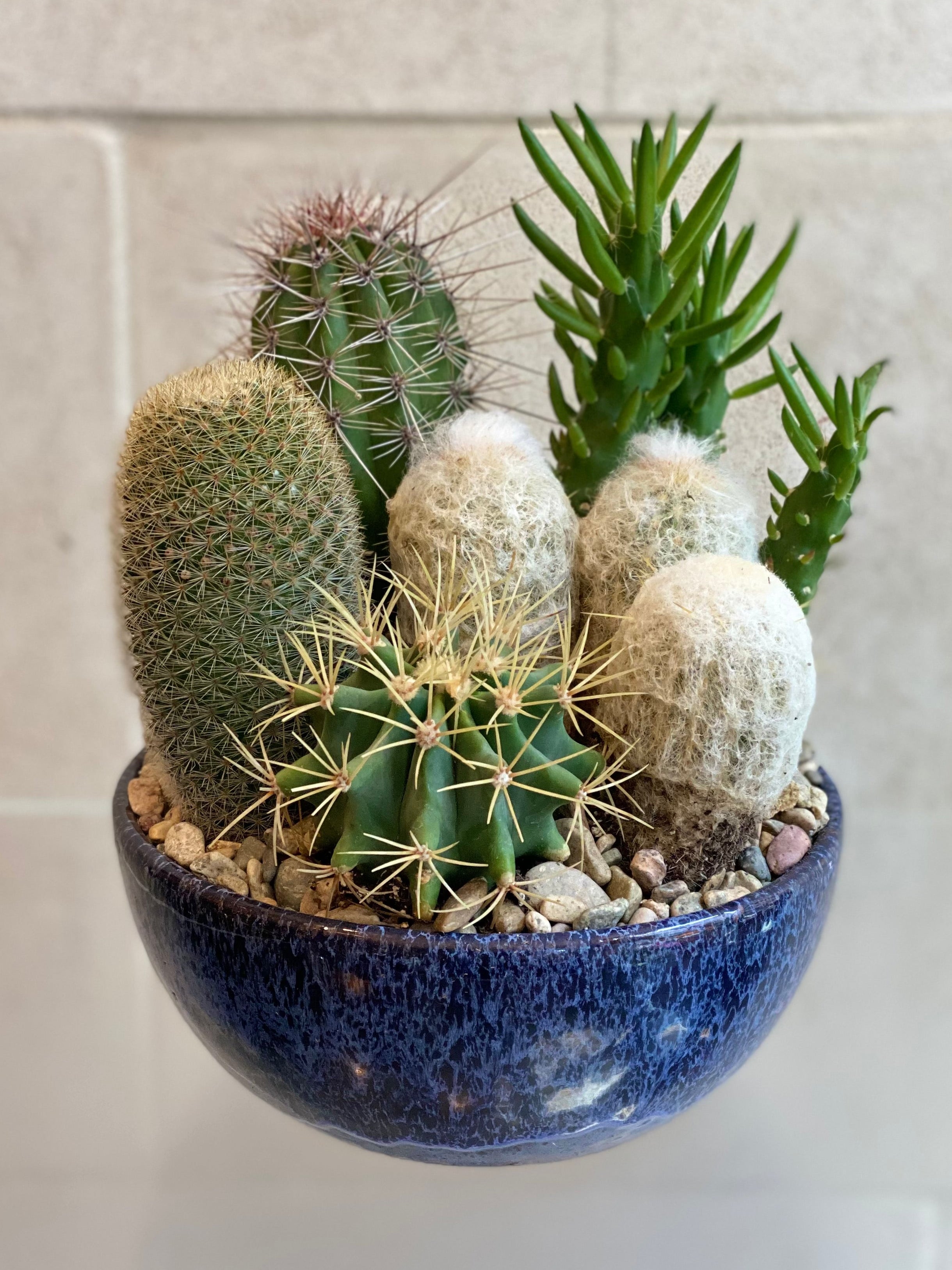 Cactus Garden