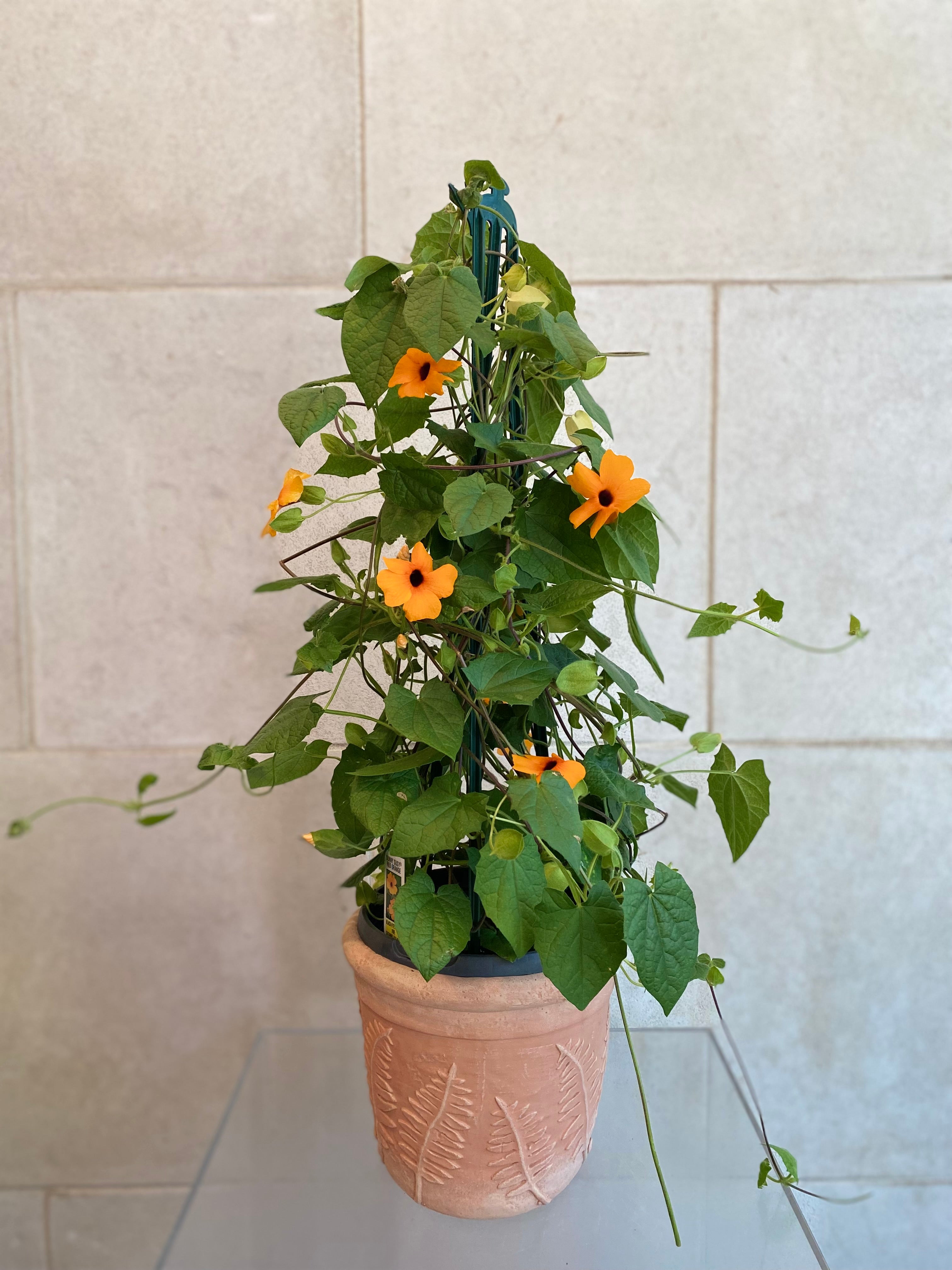 Black Eyed Susan Vine