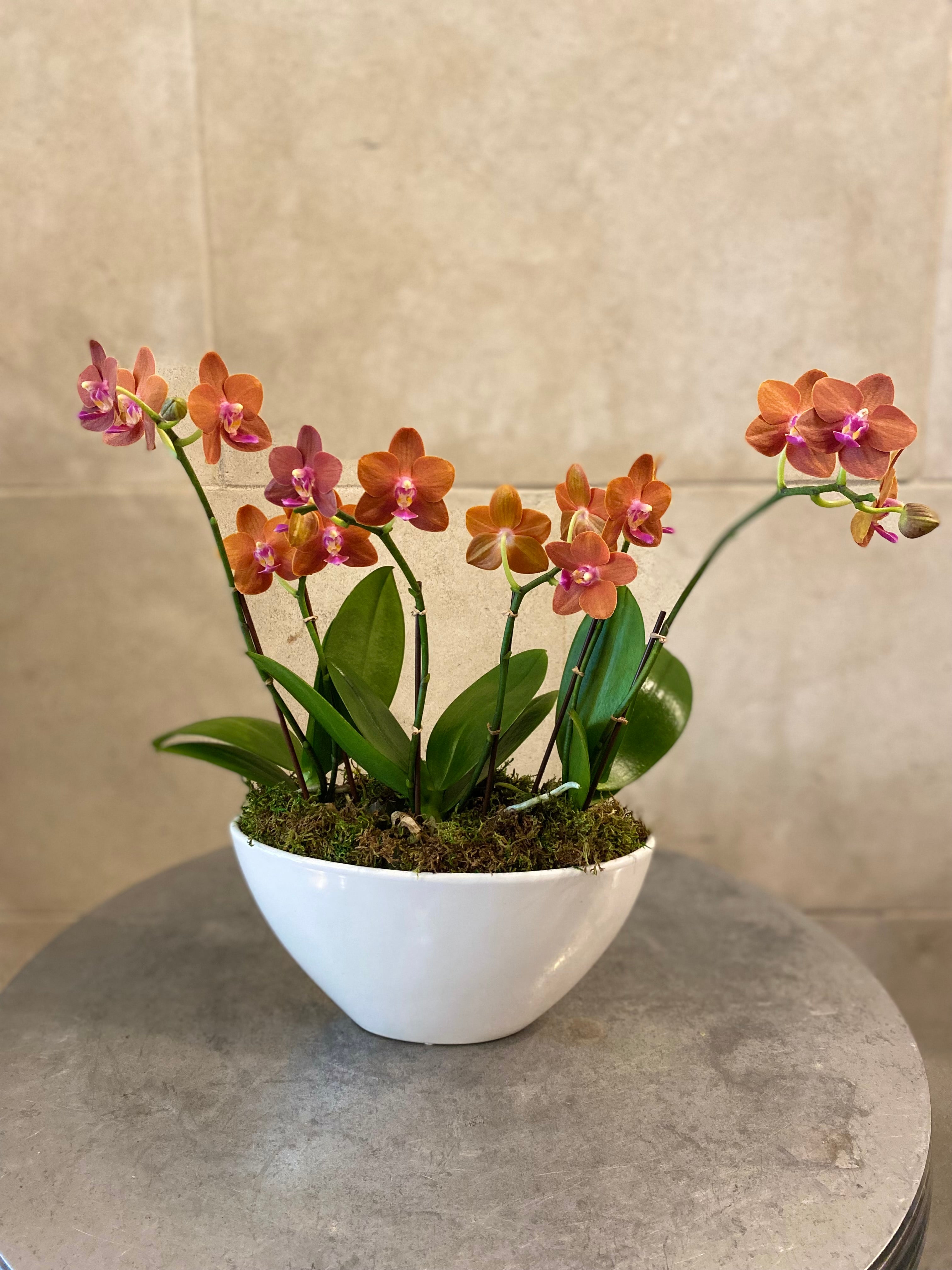 Mini Orchid Trio