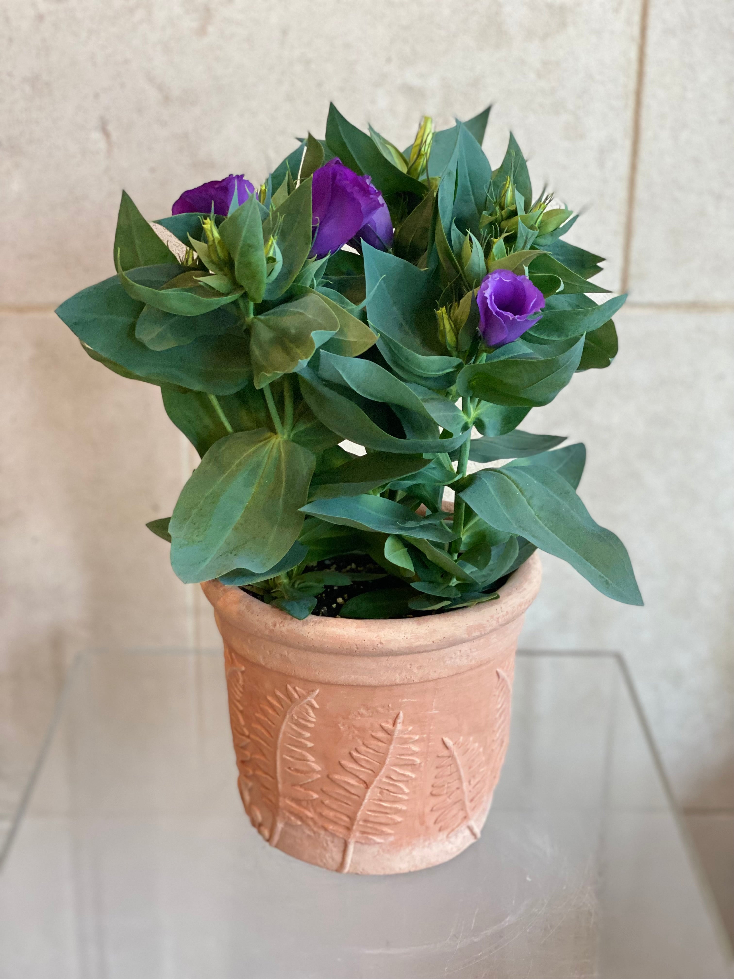 Purple Lisianthus in Decorative Planter