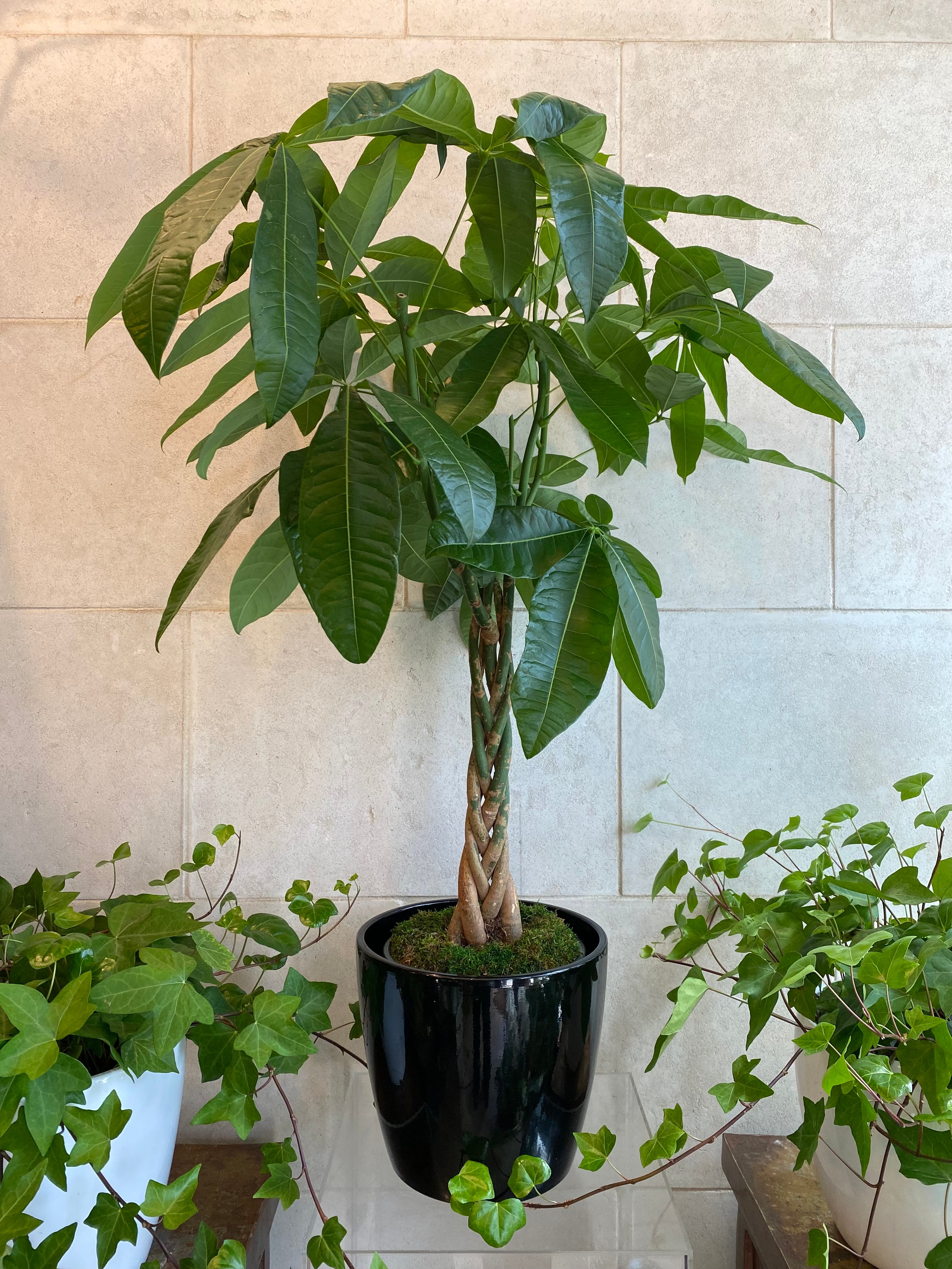 Money Tree