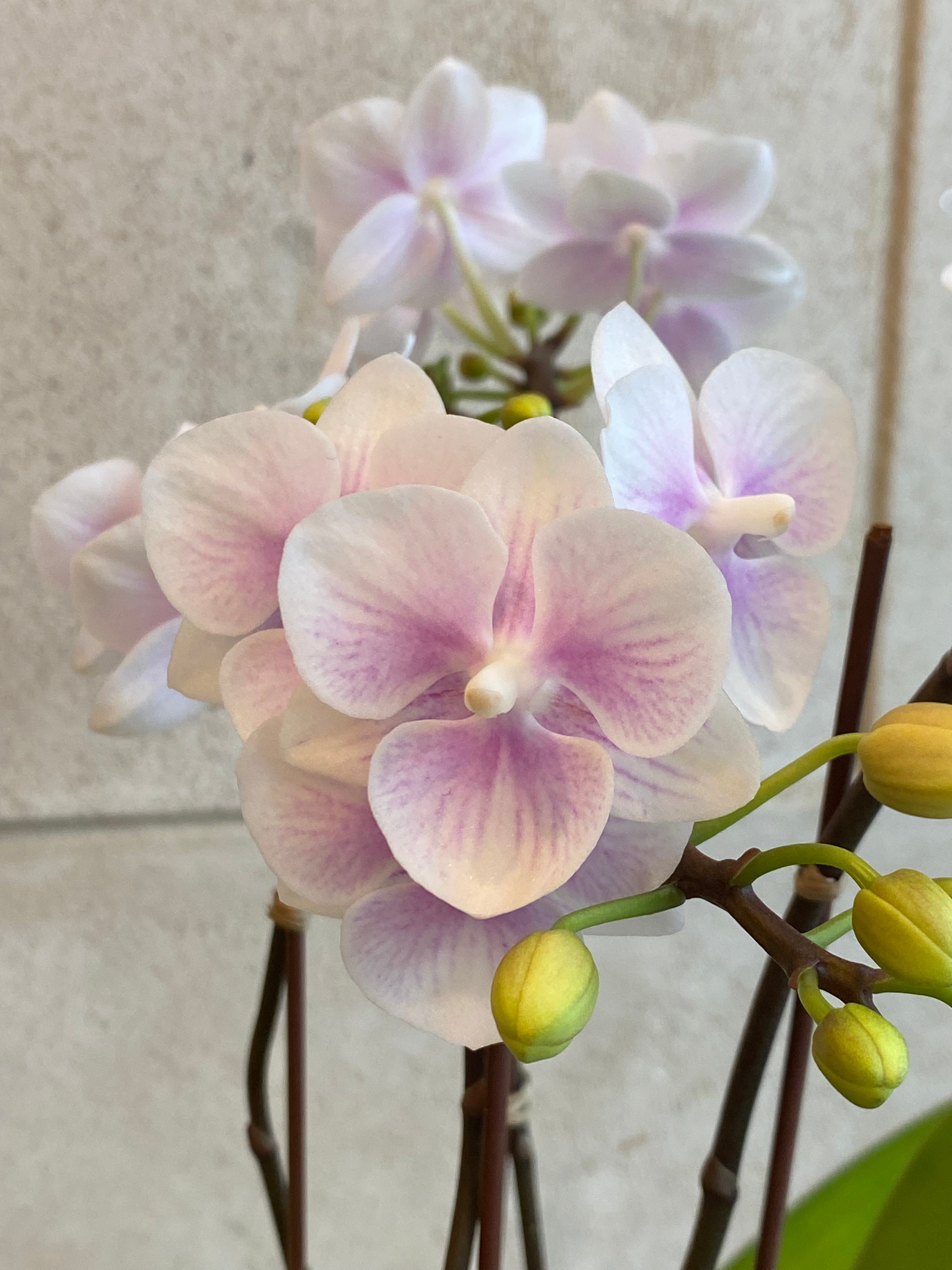 Mini Orchid Duo