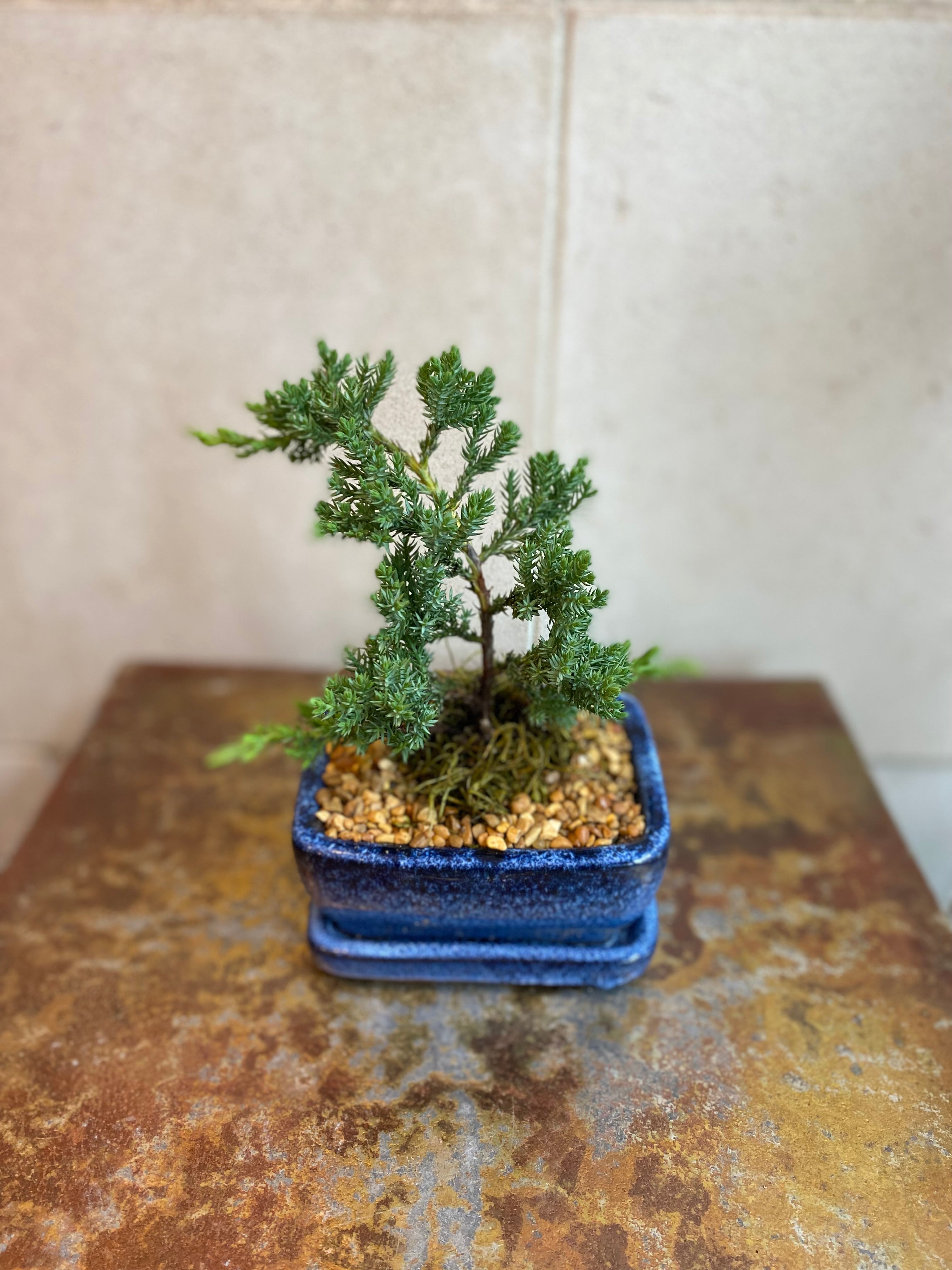 Juniper Bonsai