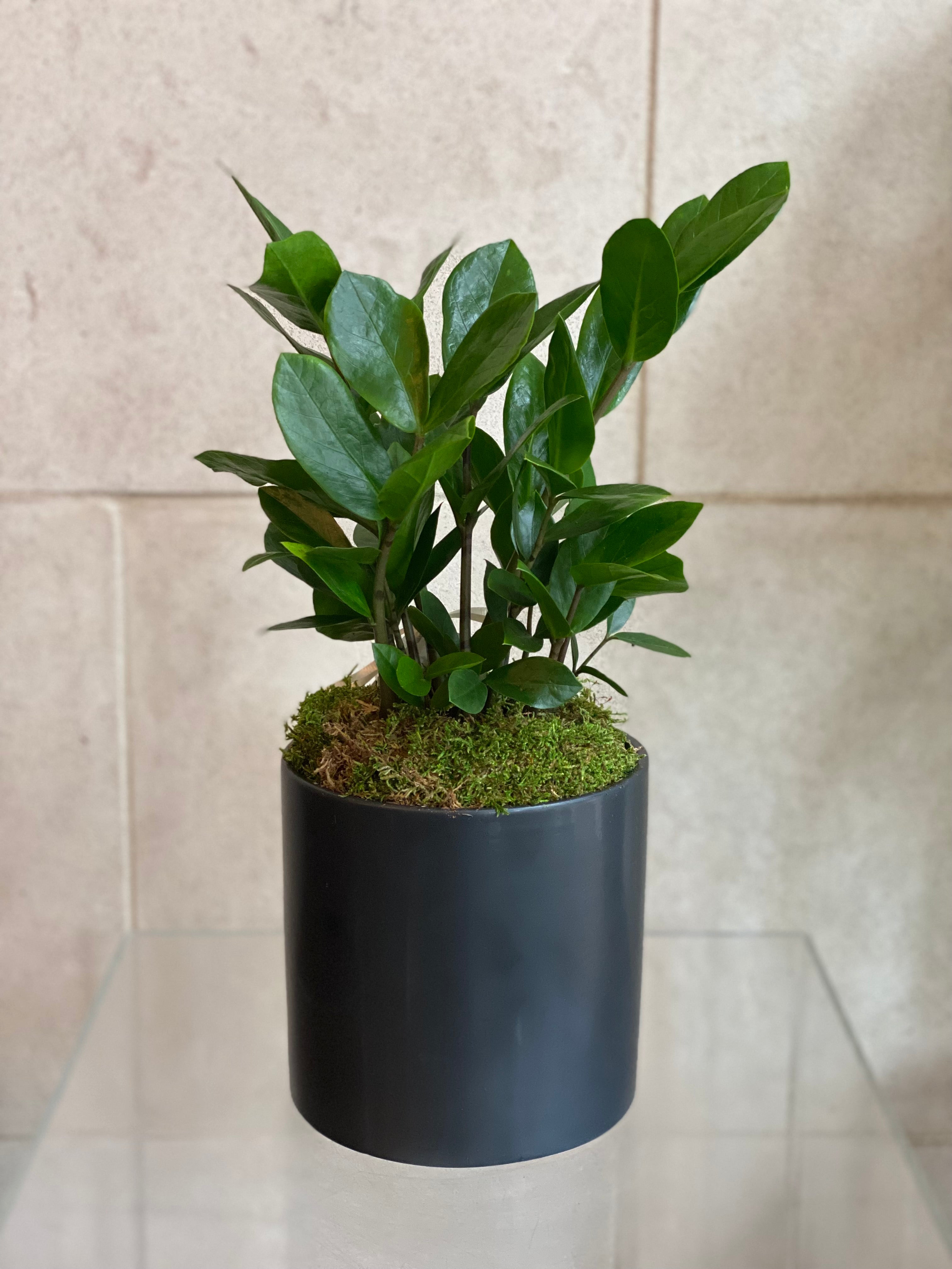 Zamia (ZZ Plant) in Ceramic Pot