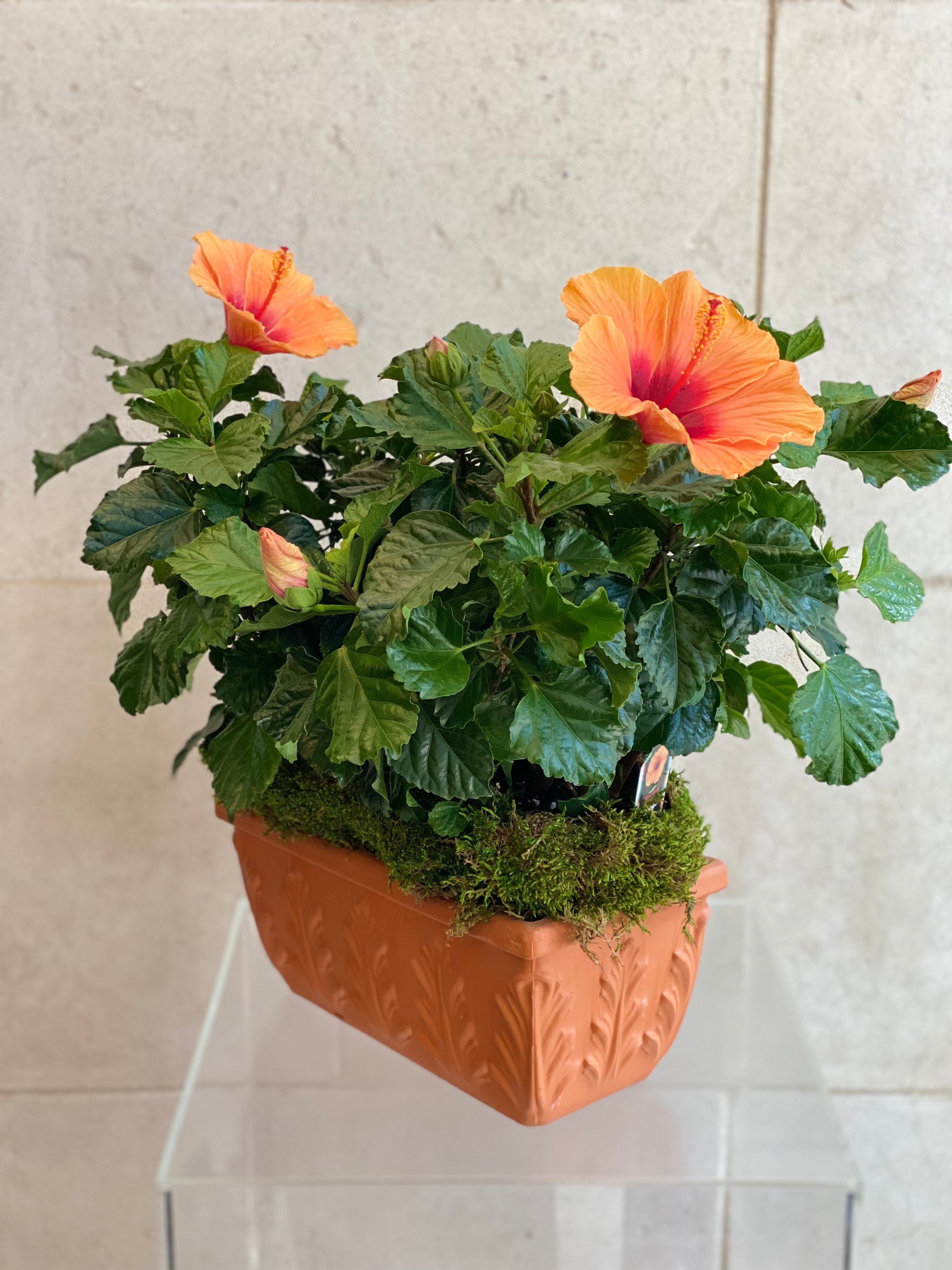 Hibiscus Terracotta Planter
