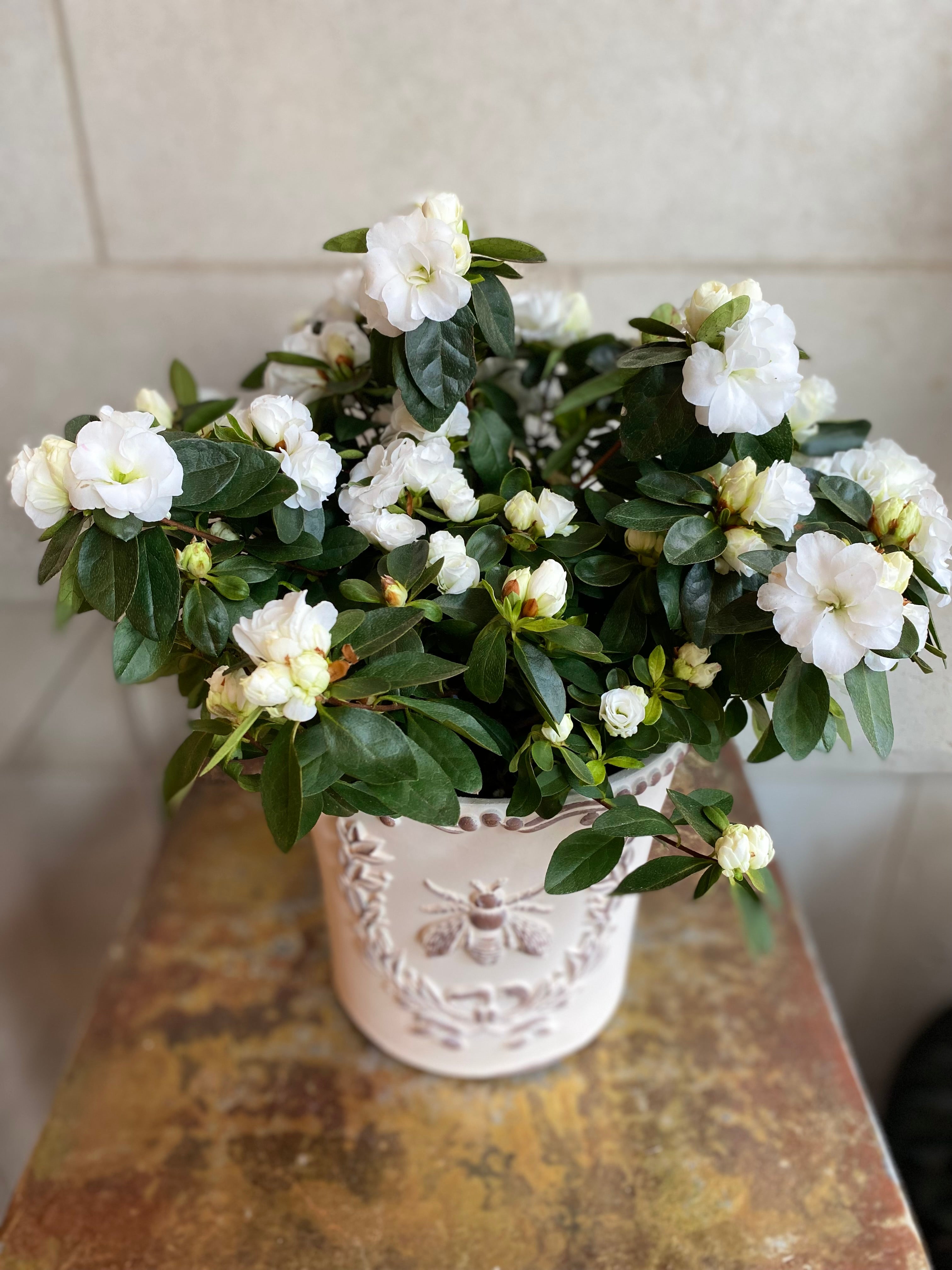 Azalea in Embossed Bee Planter