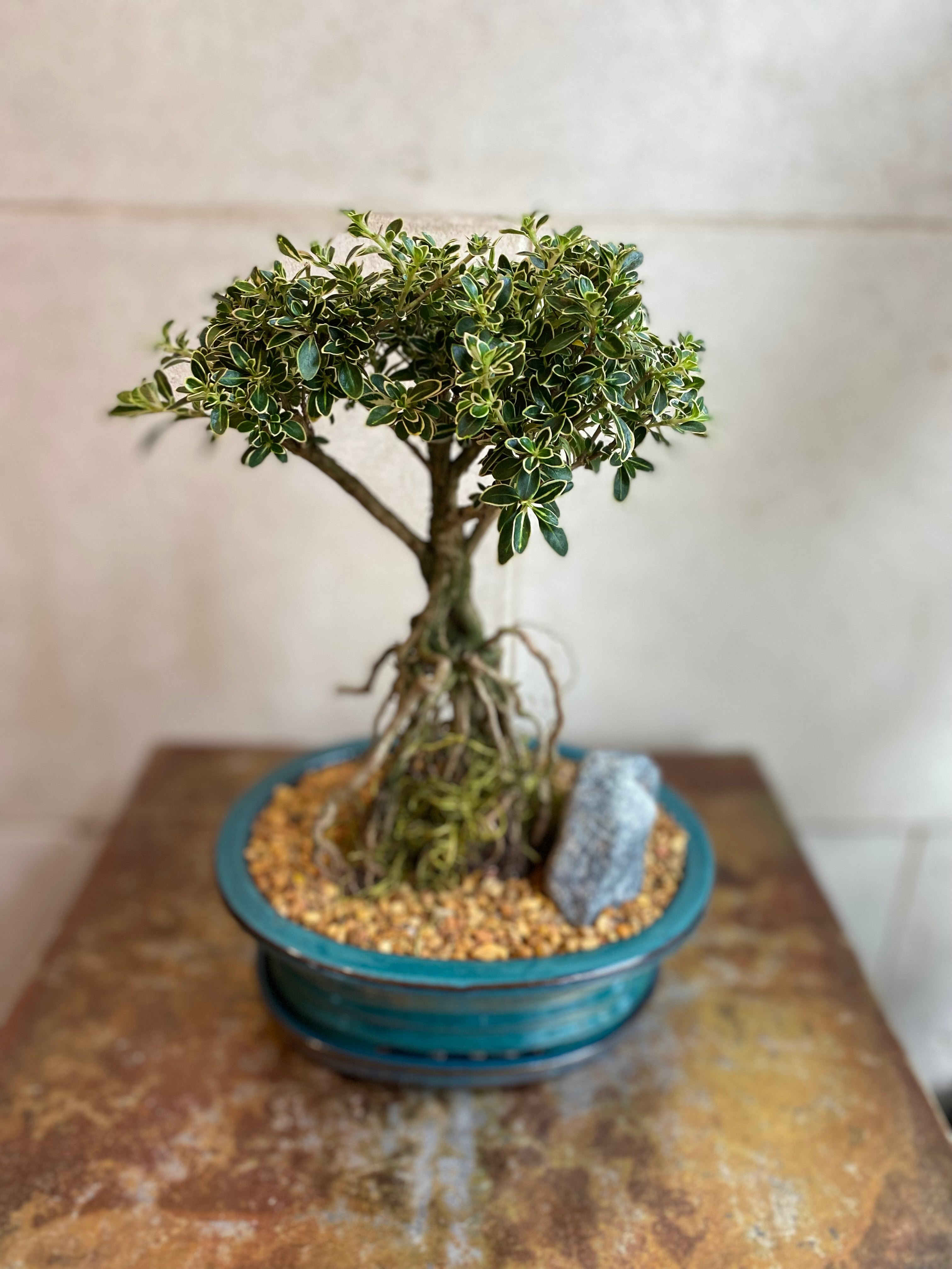 Serissa Japonica Bonsai
