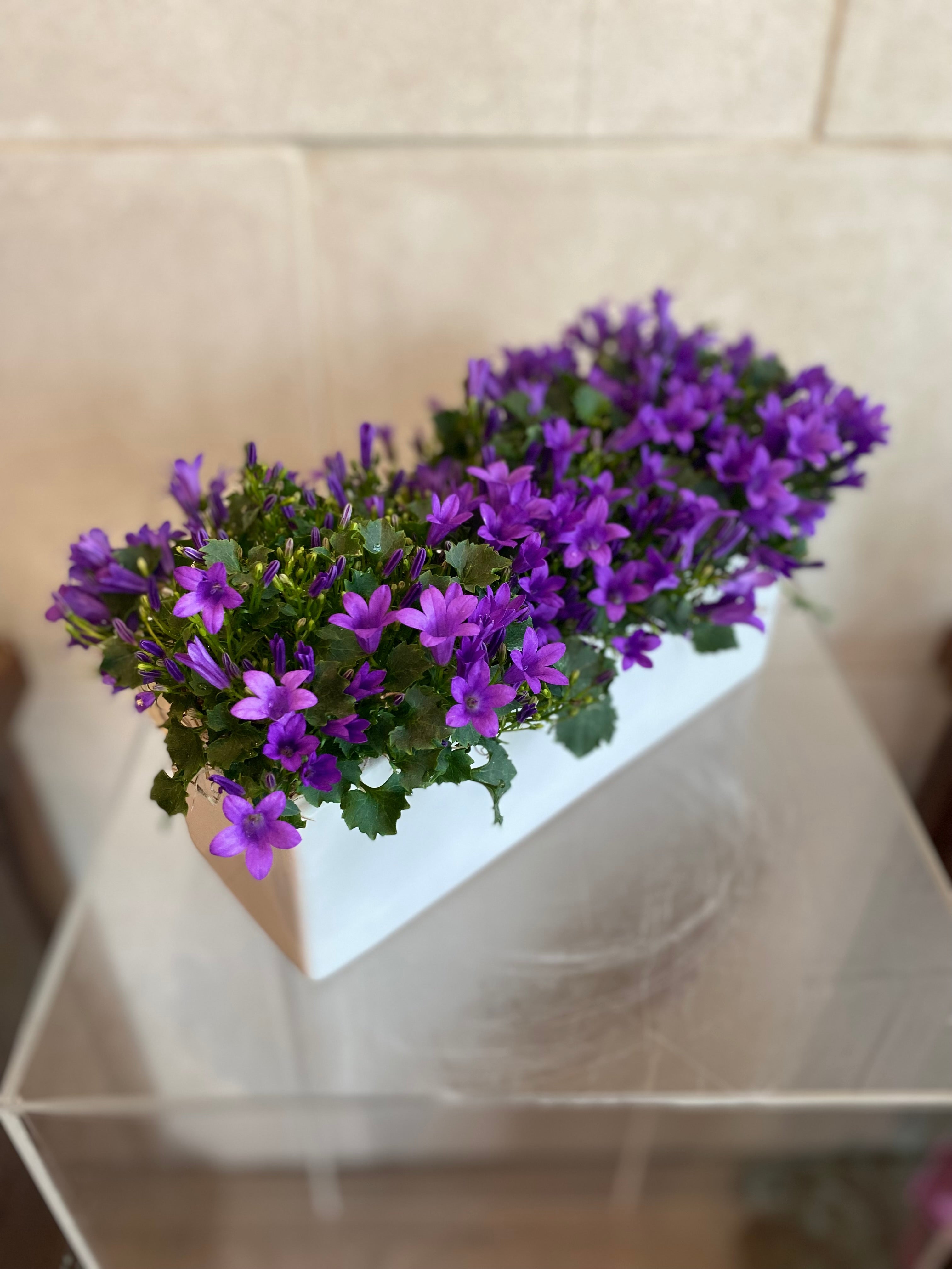 Purple Campanula