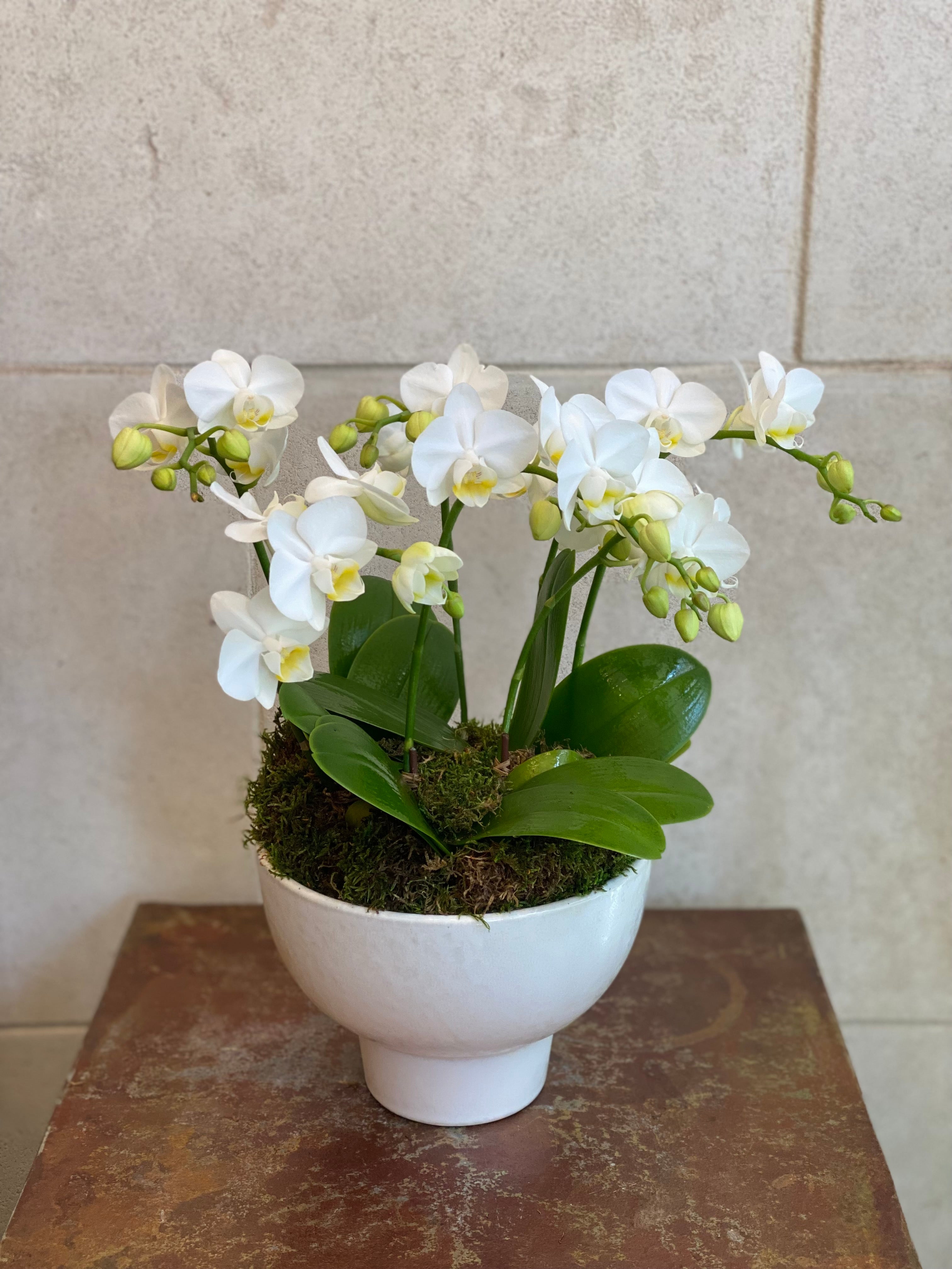 Mini Orchid Trio