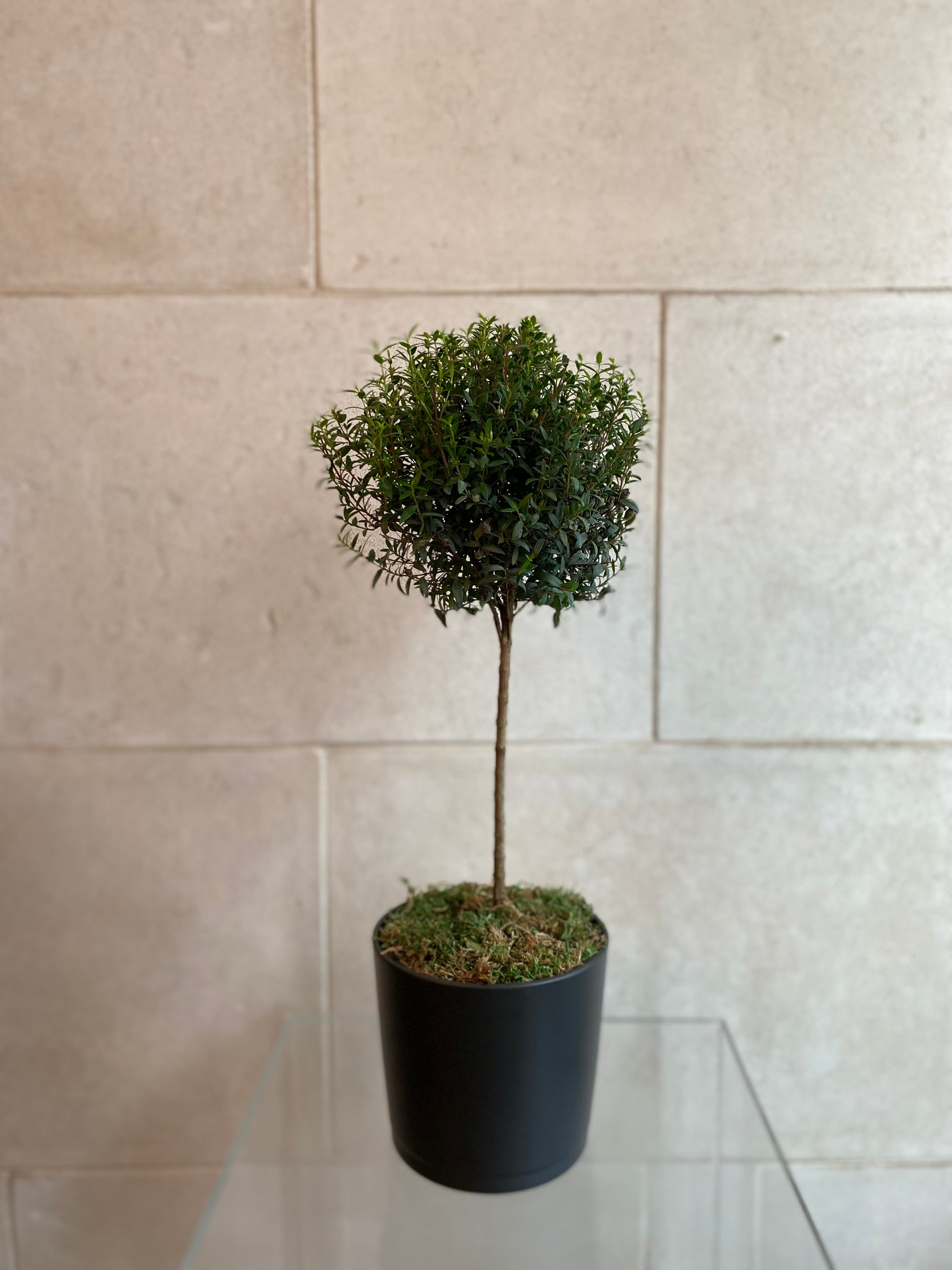 Spherical Myrtle Topiary