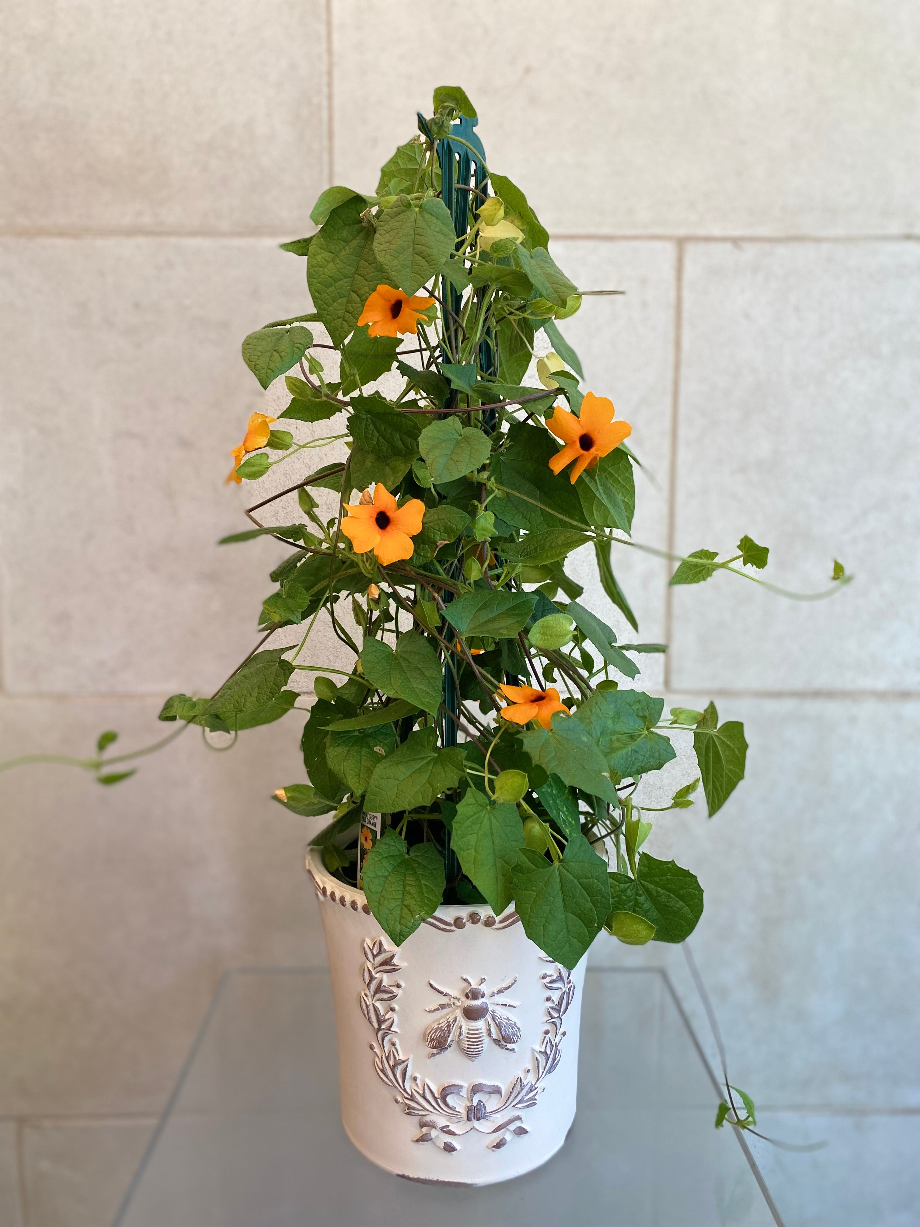 Black Eyed Susan Vine