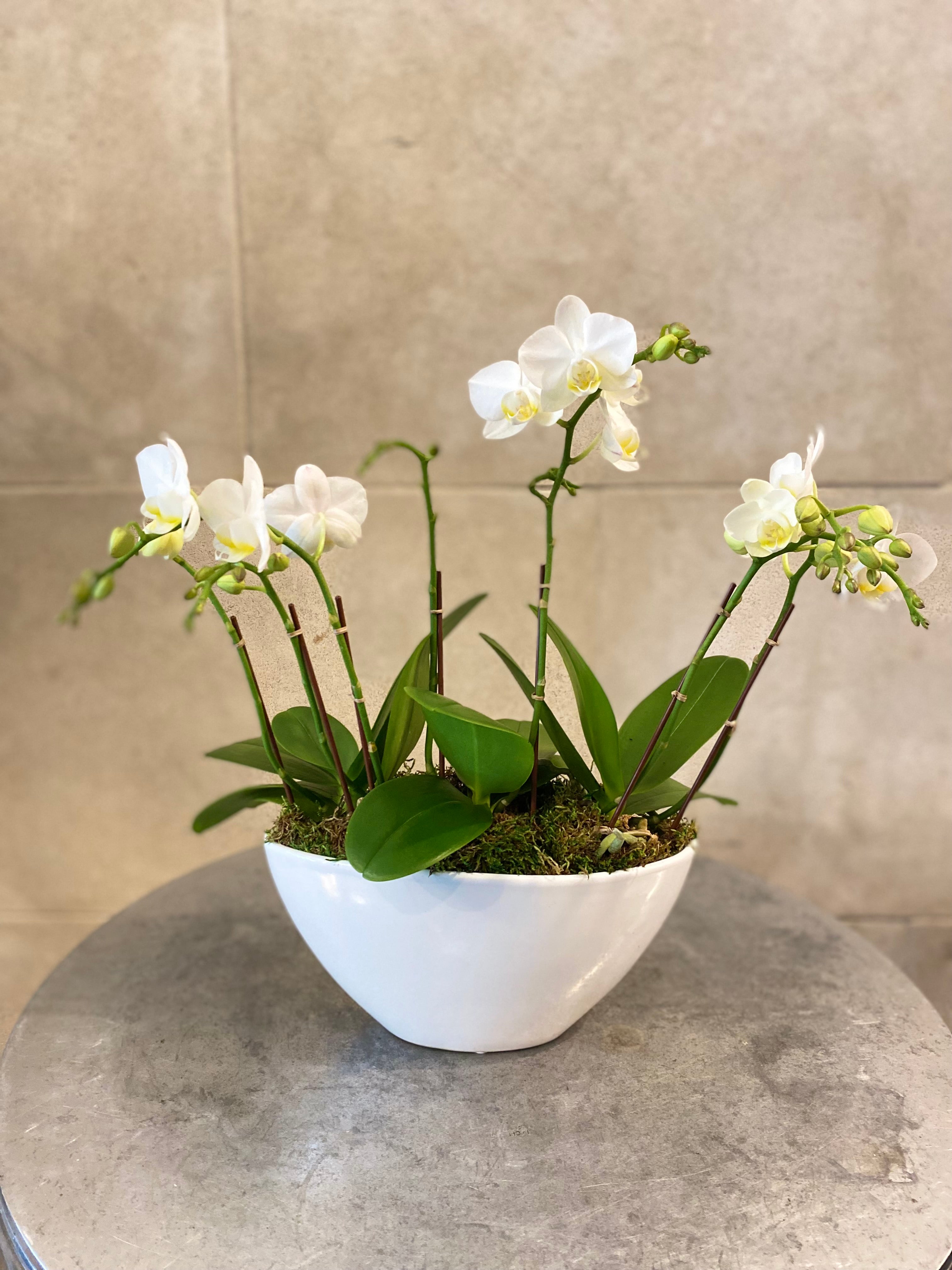 Mini Orchid Trio