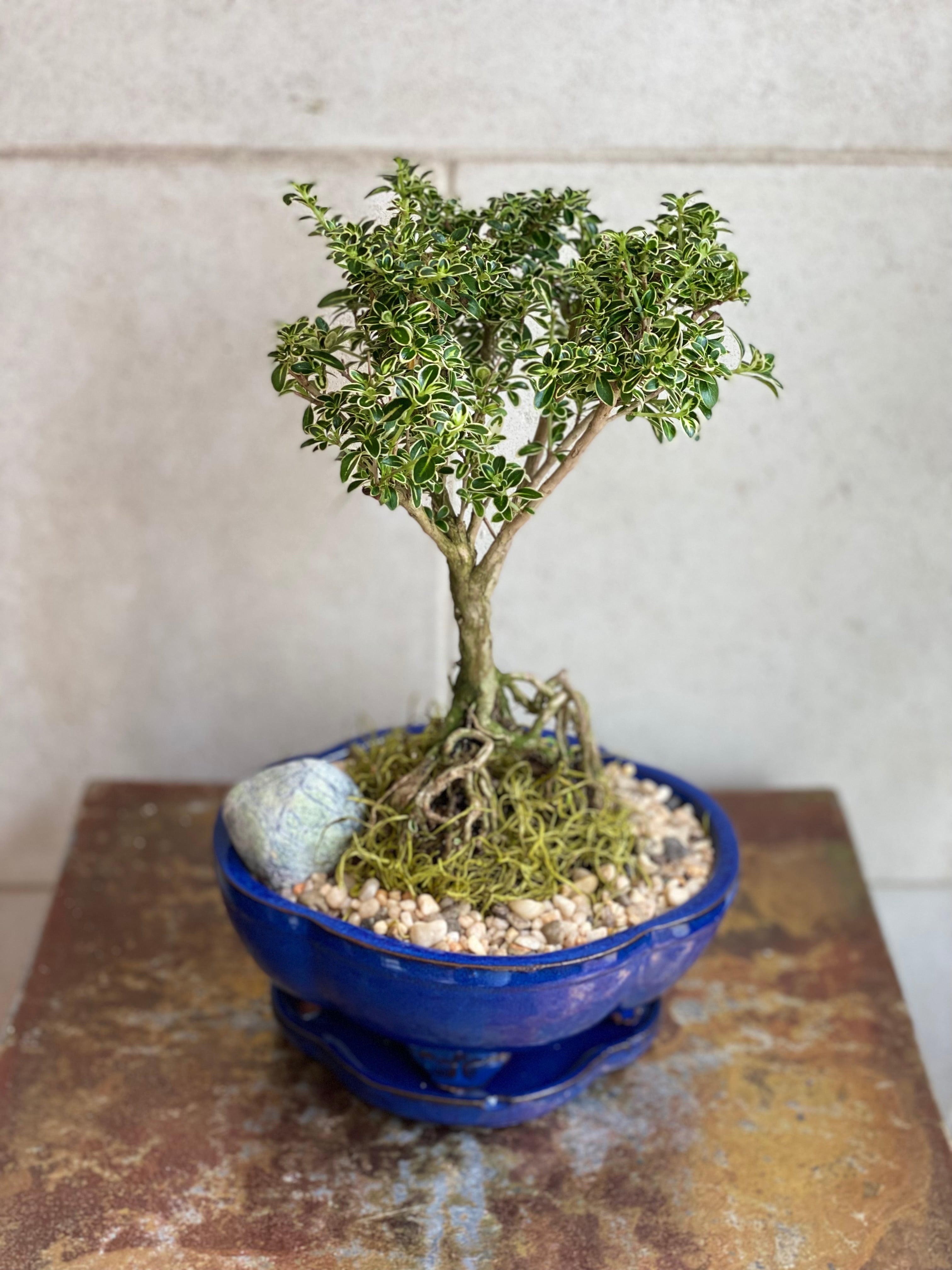 Serissa Japonica Bonsai