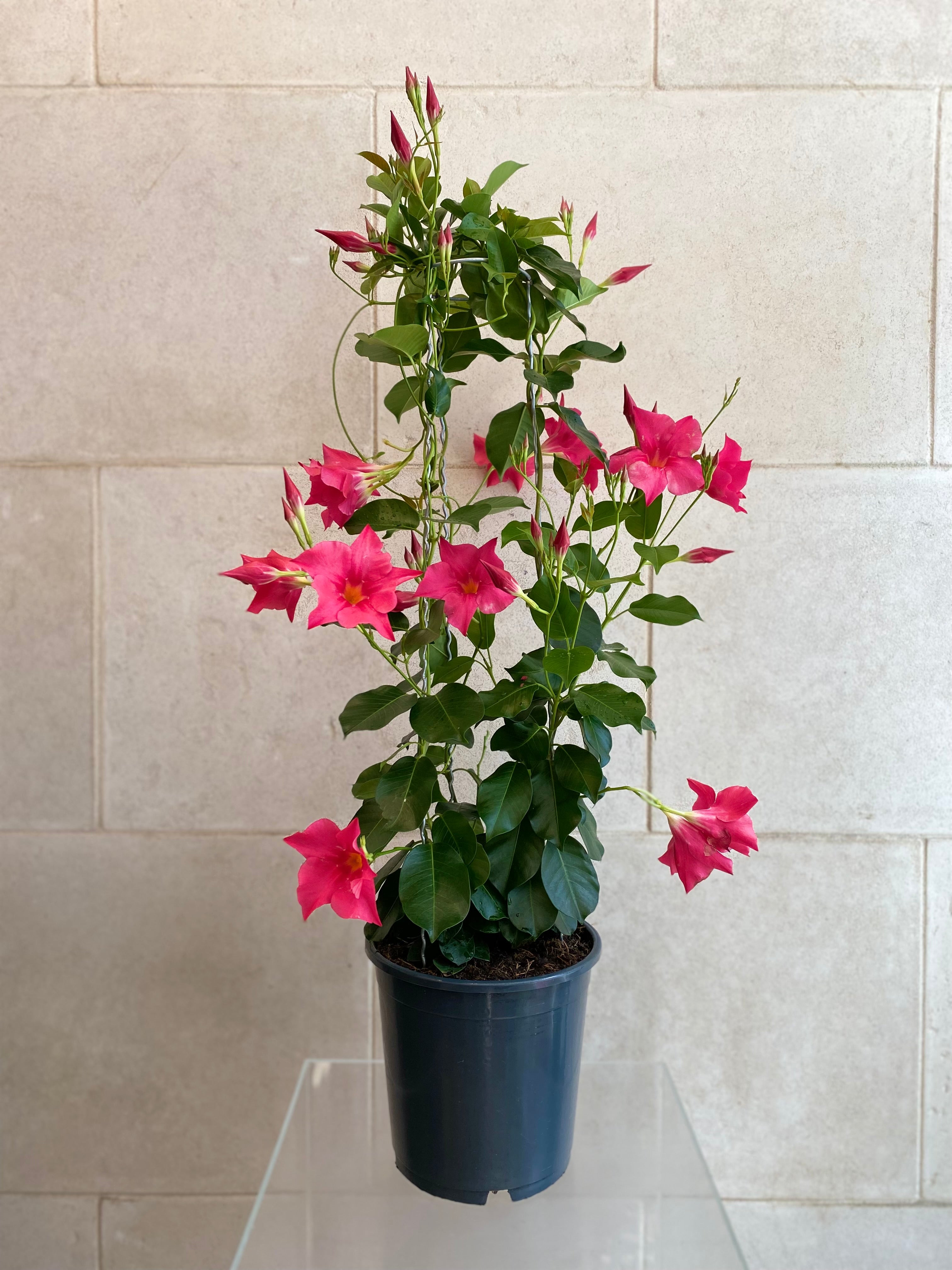 Mandevilla Plant
