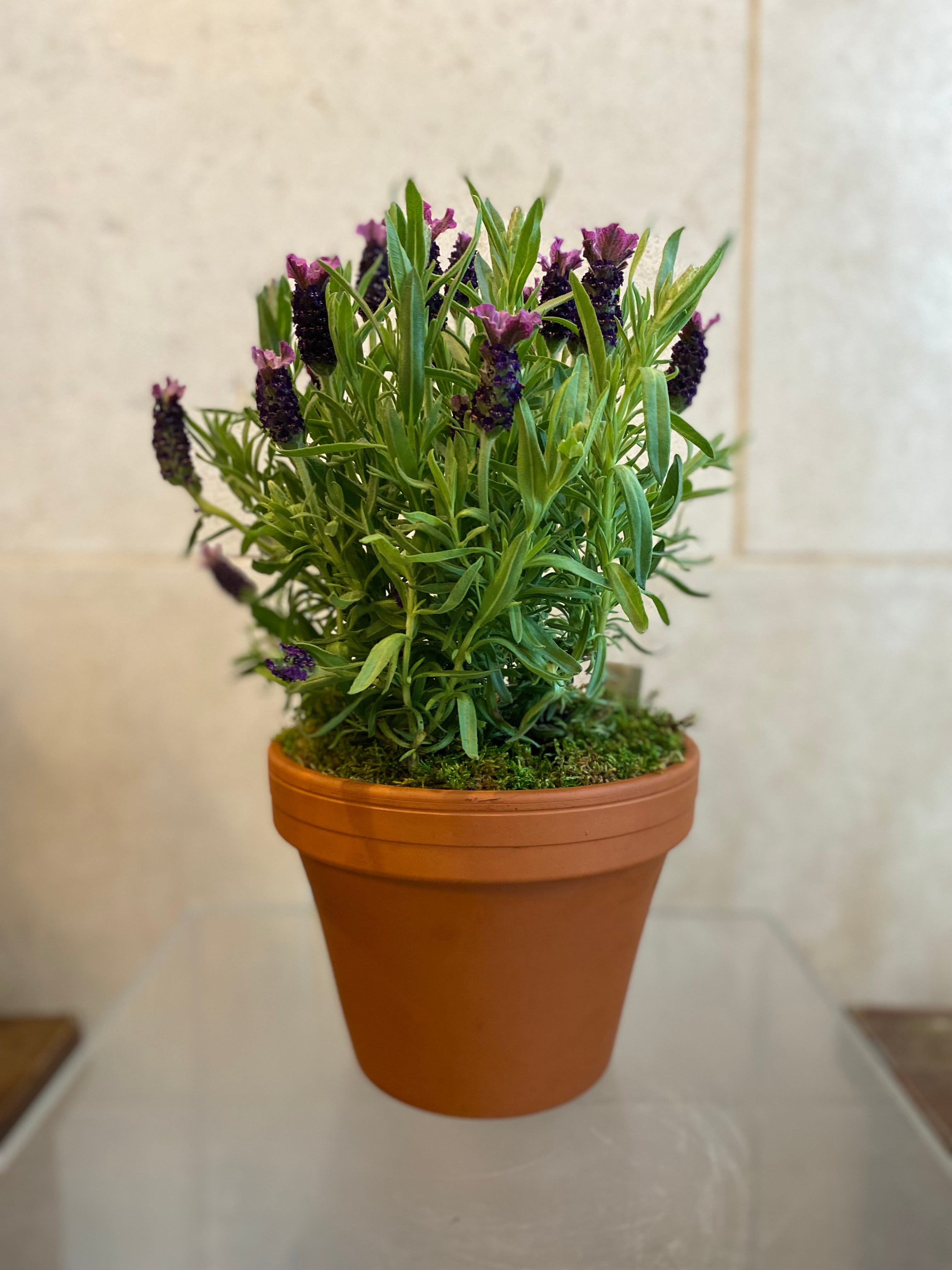 Lavender in Terracotta Pot