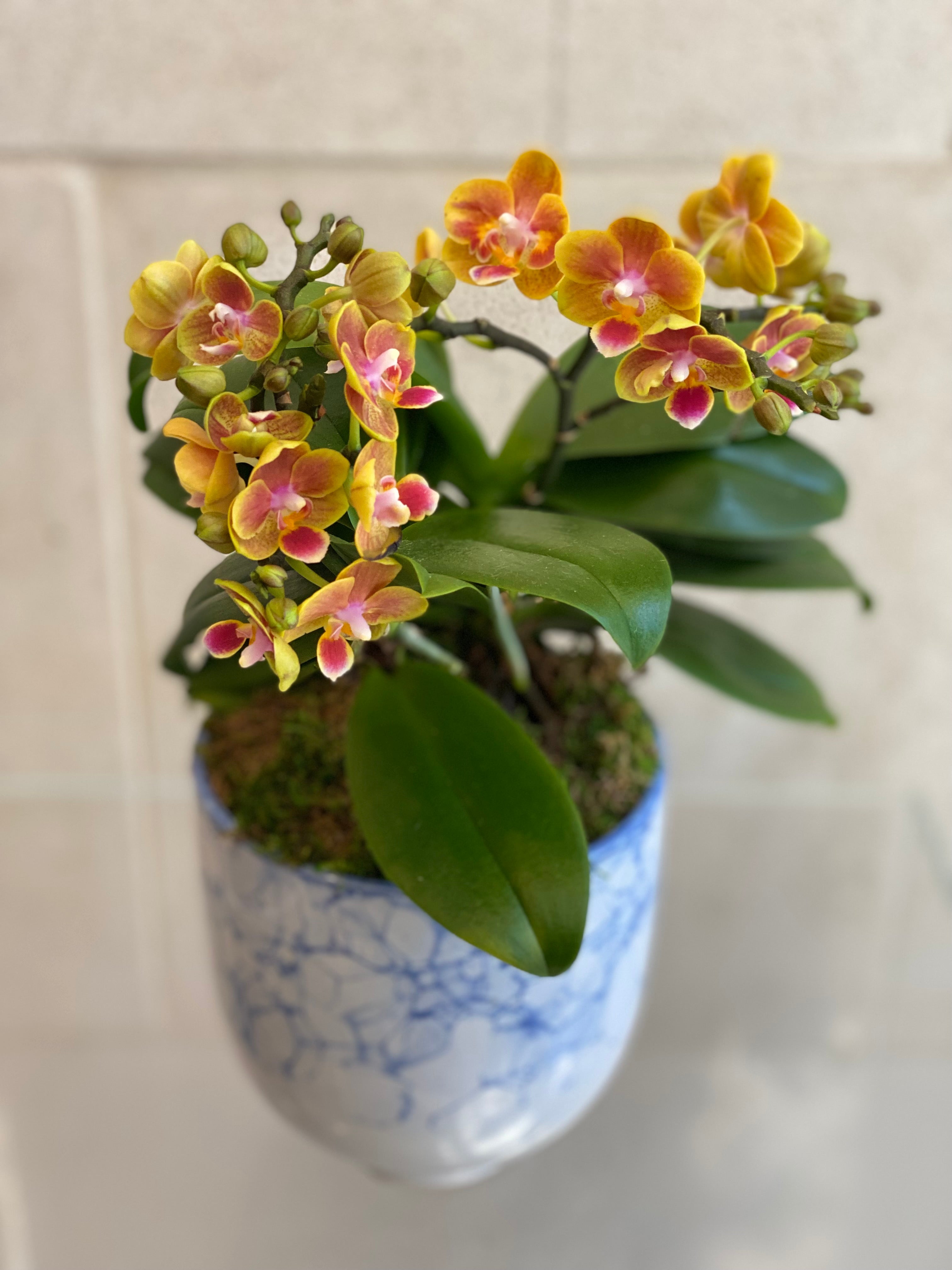 Mini Sunset Phalaenopsis